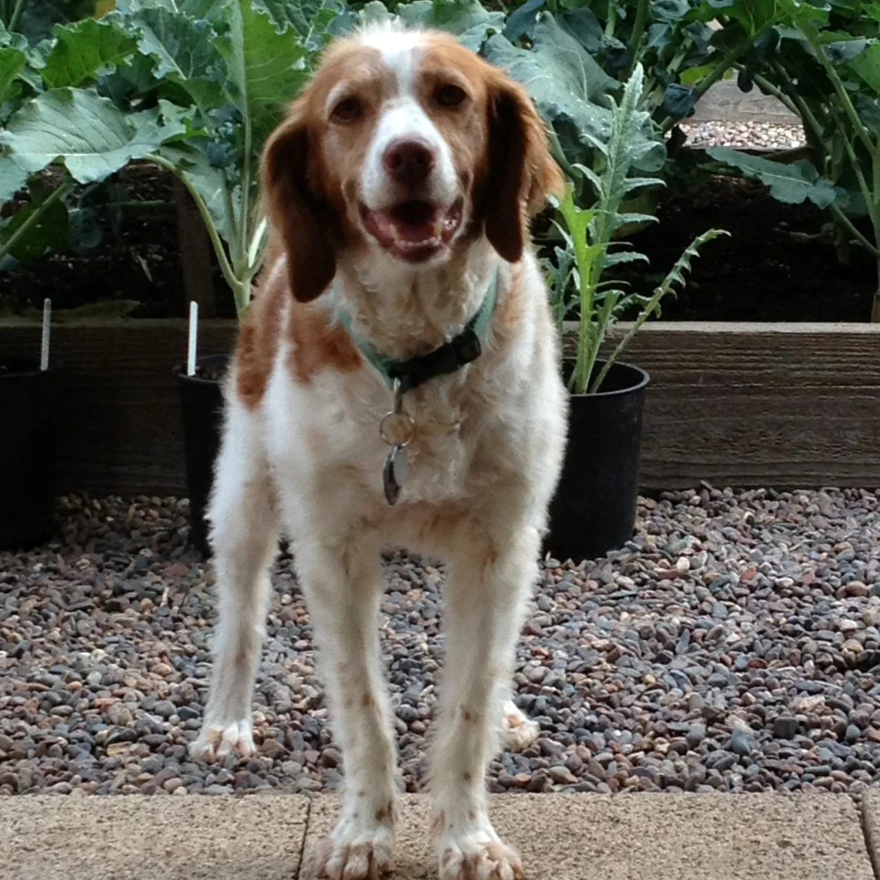 Dogs and the Garden