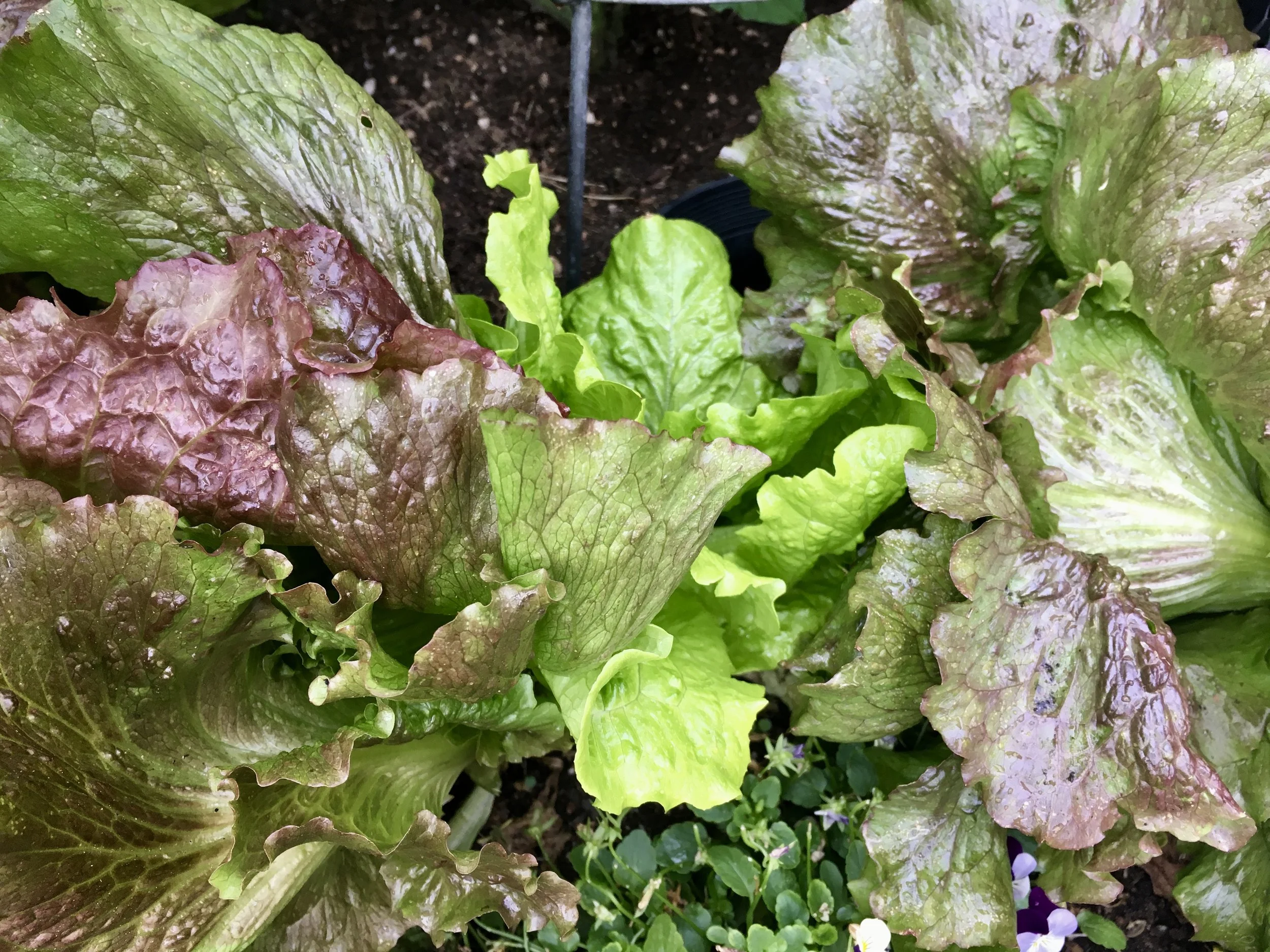 ‘Cimarron’ red romaine lettuce planted around the edges of the tomato cages.