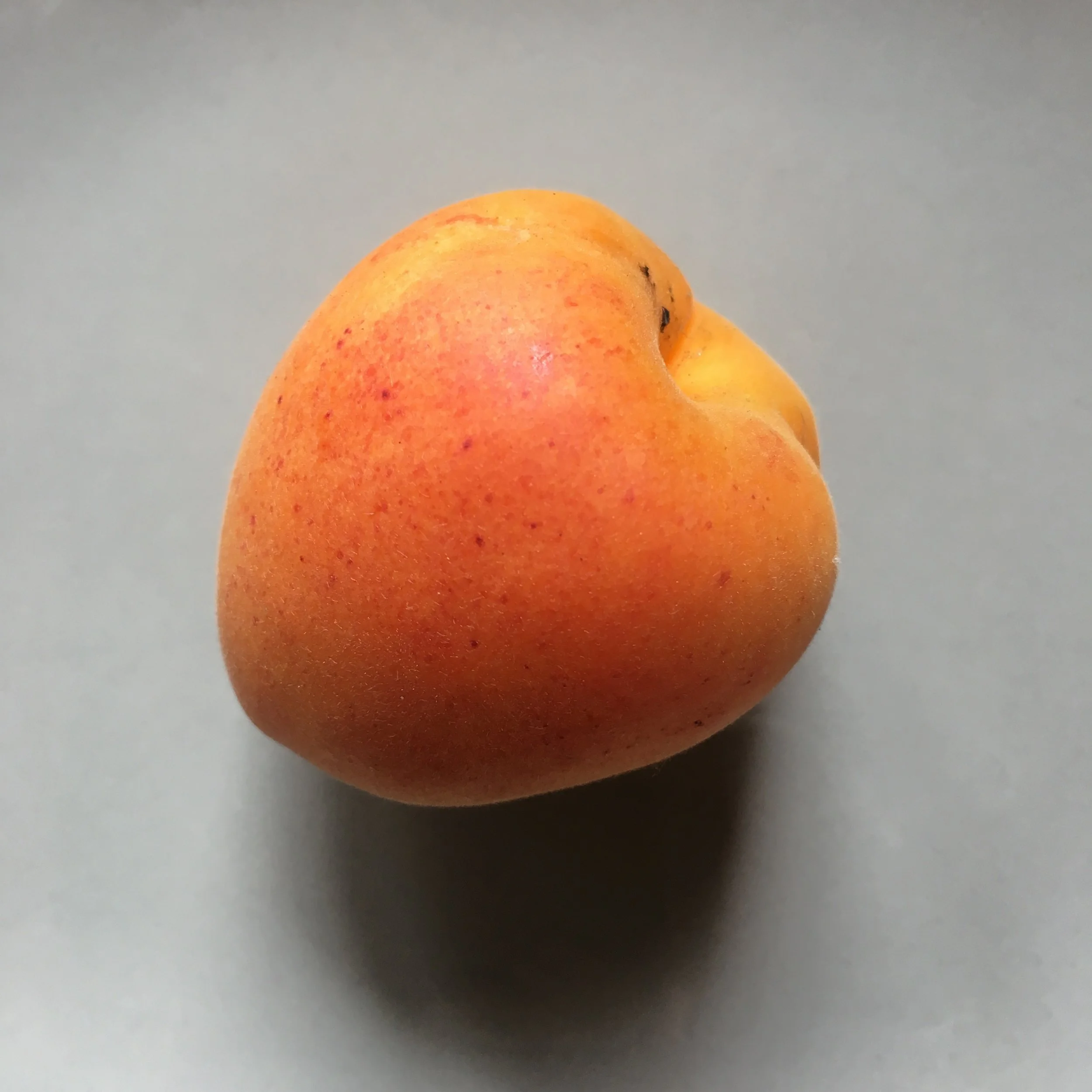 In My San Diego Garden and Kitchen