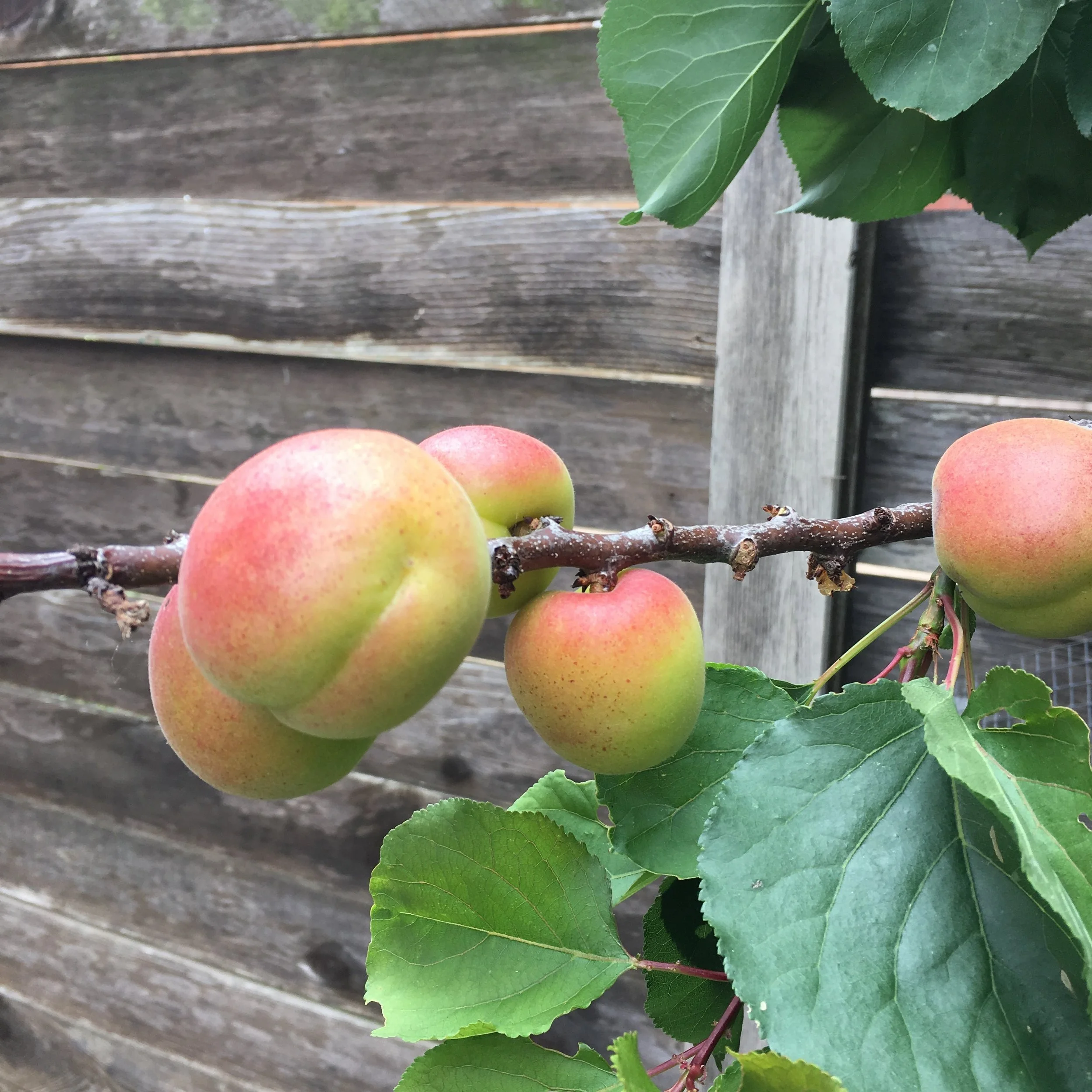 These are the yet-to-ripen ‘Blenheim’ (Royal) apricots that are a long-time California favorite. My parents grew this variety in their coastal, Southern California garden. It was a popular, lower-chill variety in the 1940’s and 1950’s.