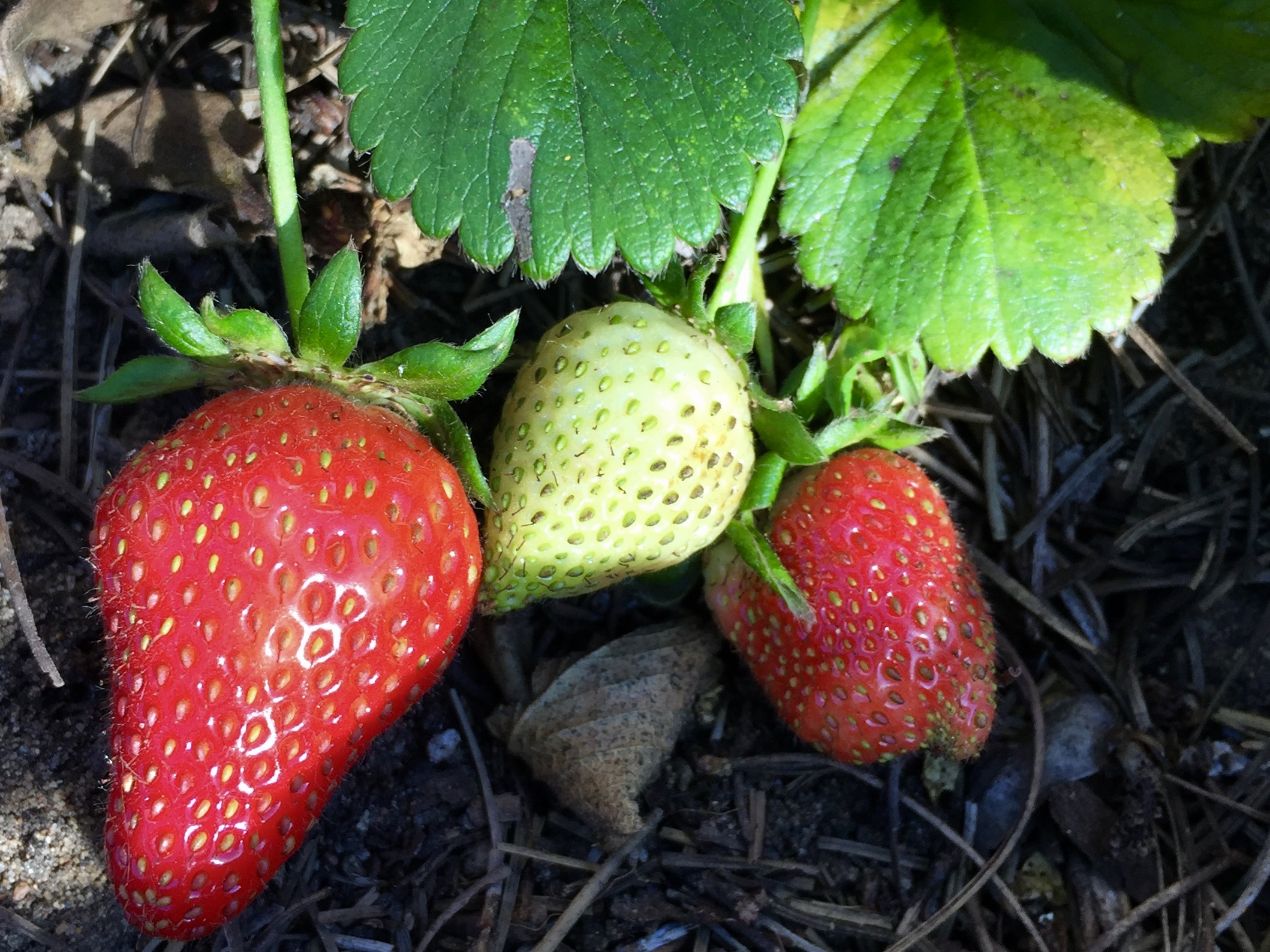 ‘Seascape’ strawberries