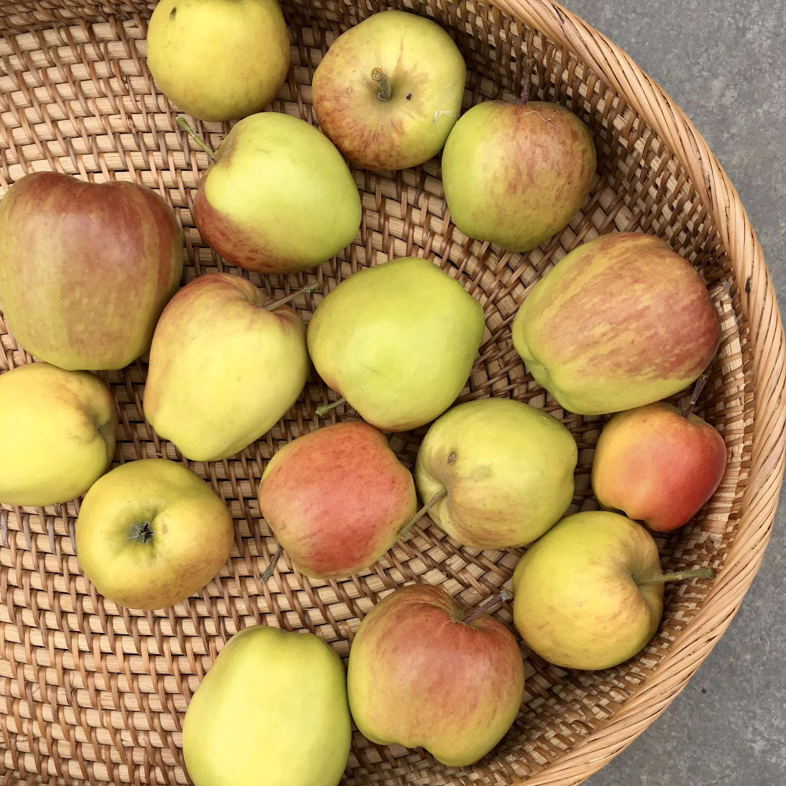 In My San Diego Garden and Kitchen