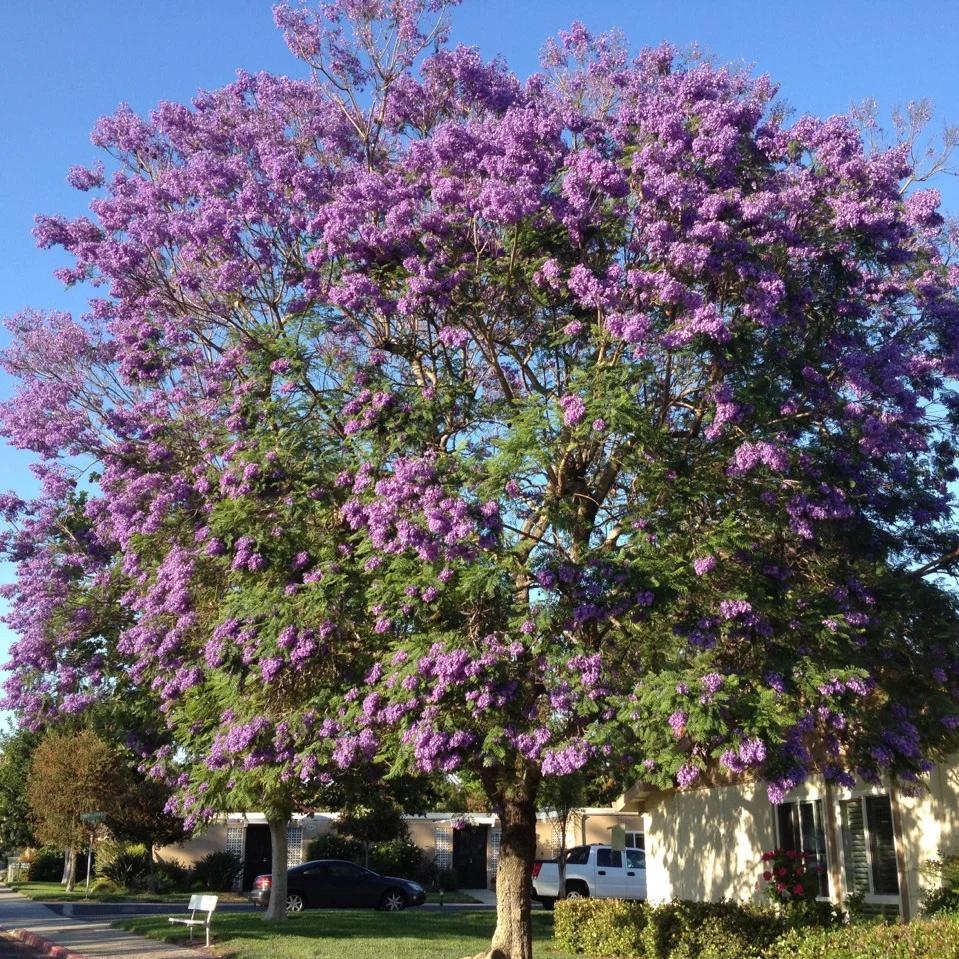 Jacarandas