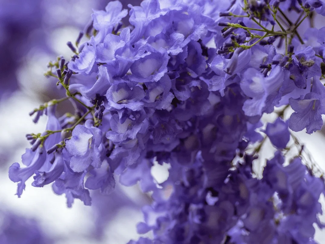 If you could see the flowers up close…