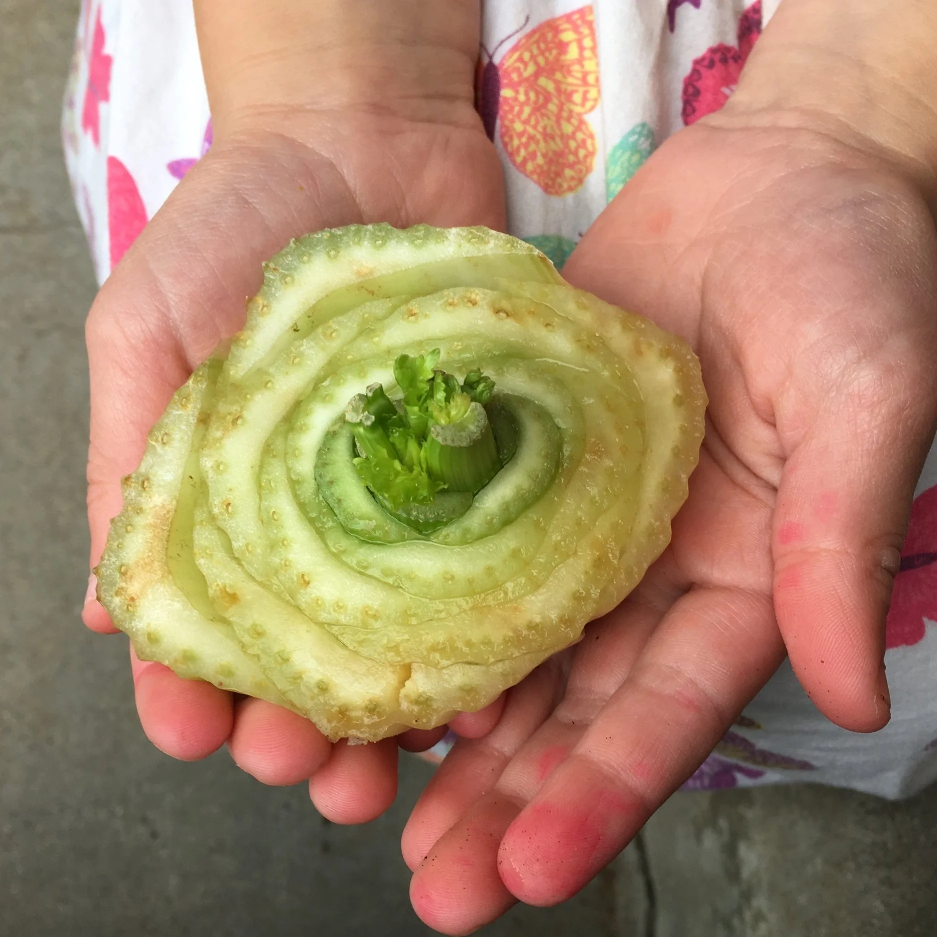 Celery in SoCal Summer