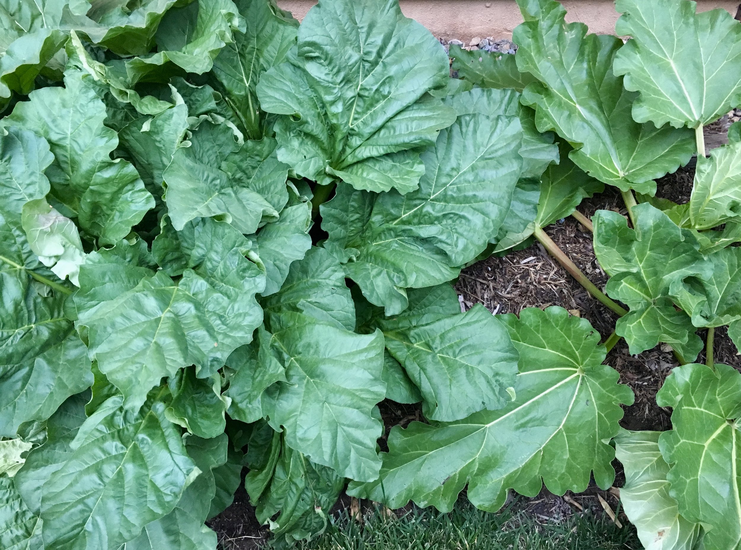 My humble rhubarb “patch.” Established plant on the left and a young clump on the right.
