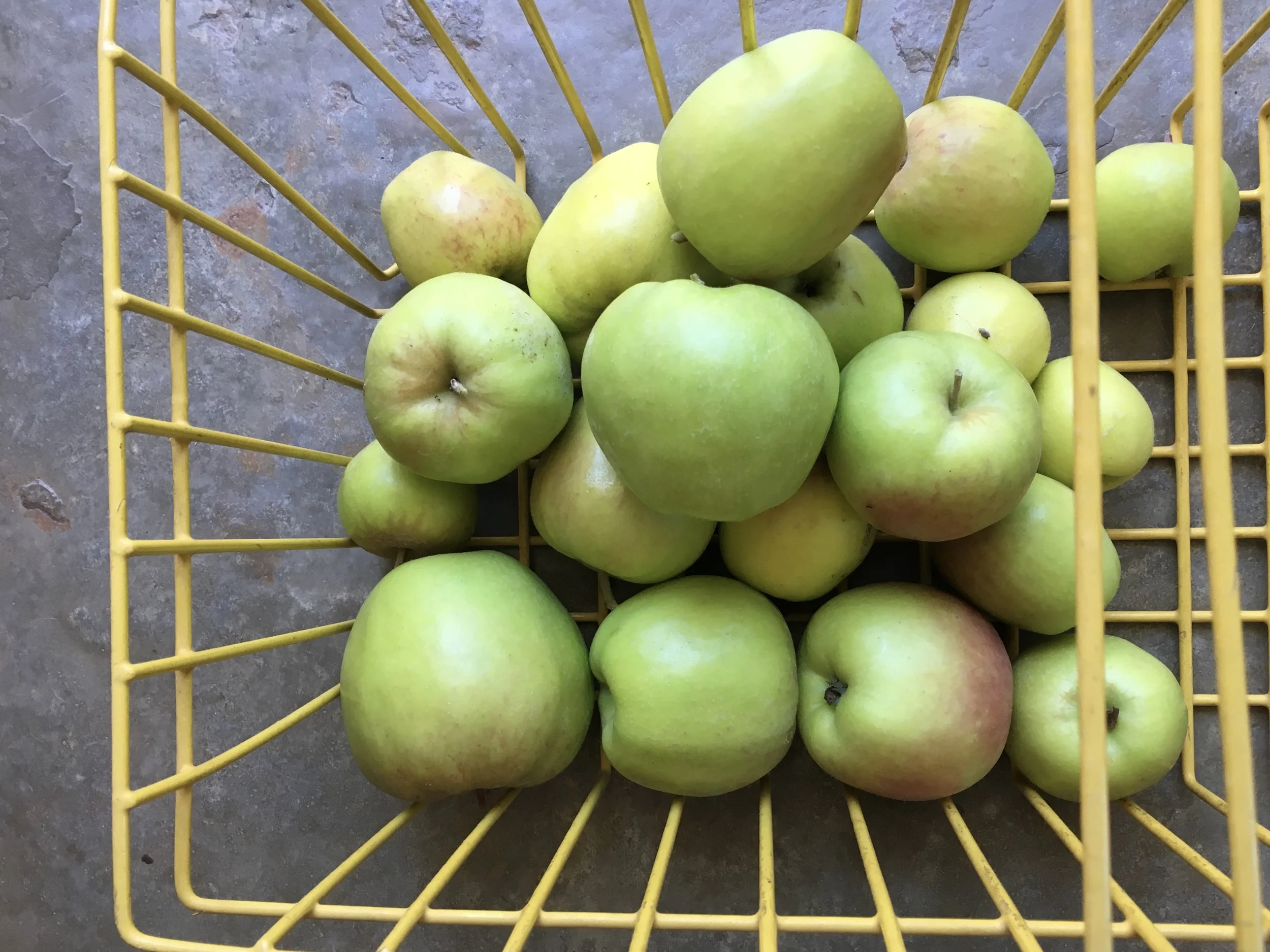 The last of the ‘Dorsett Golden’ apple crop harvested recently.