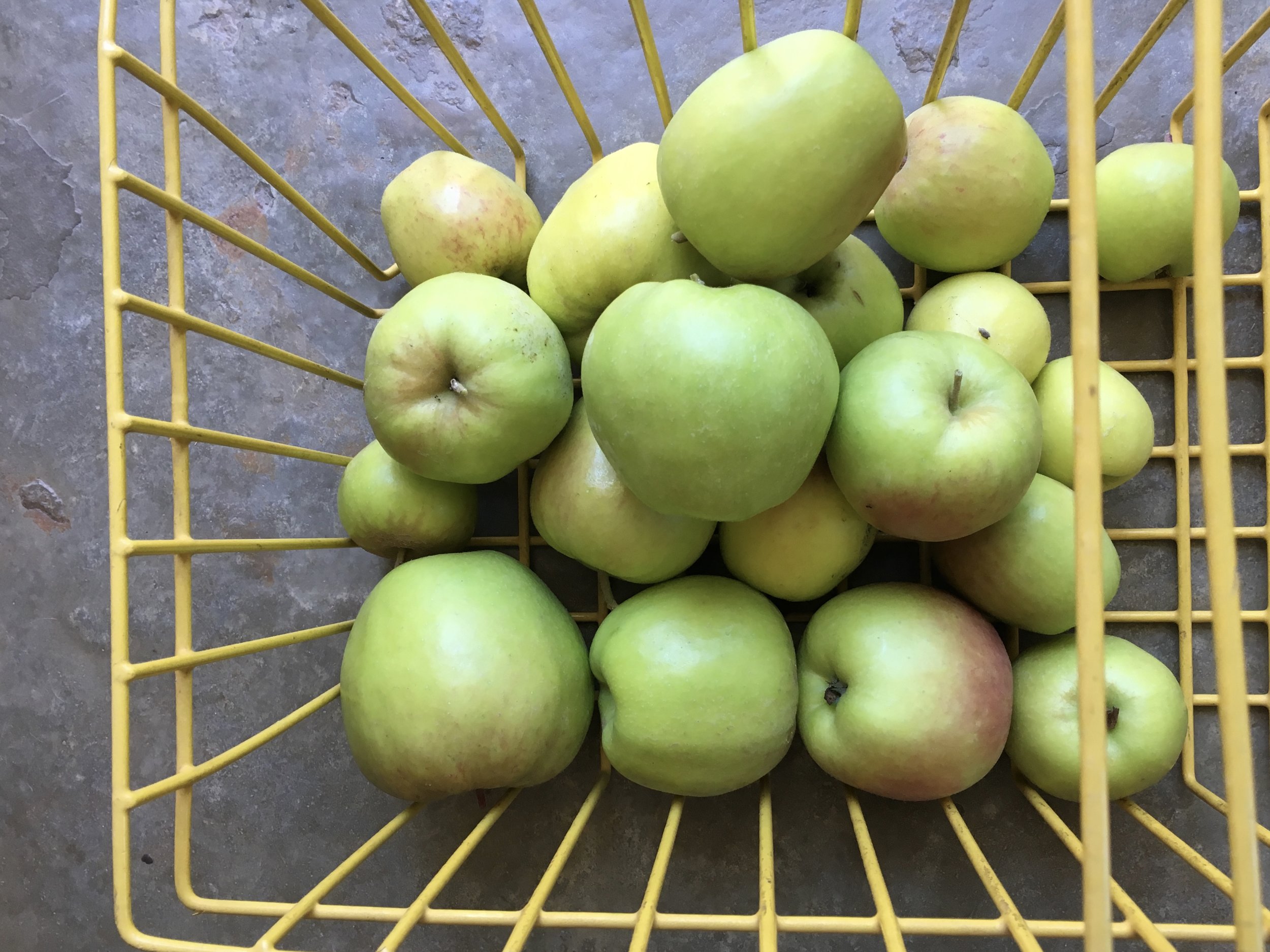The last of the ‘Dorsett Golden’ apple crop harvested recently.