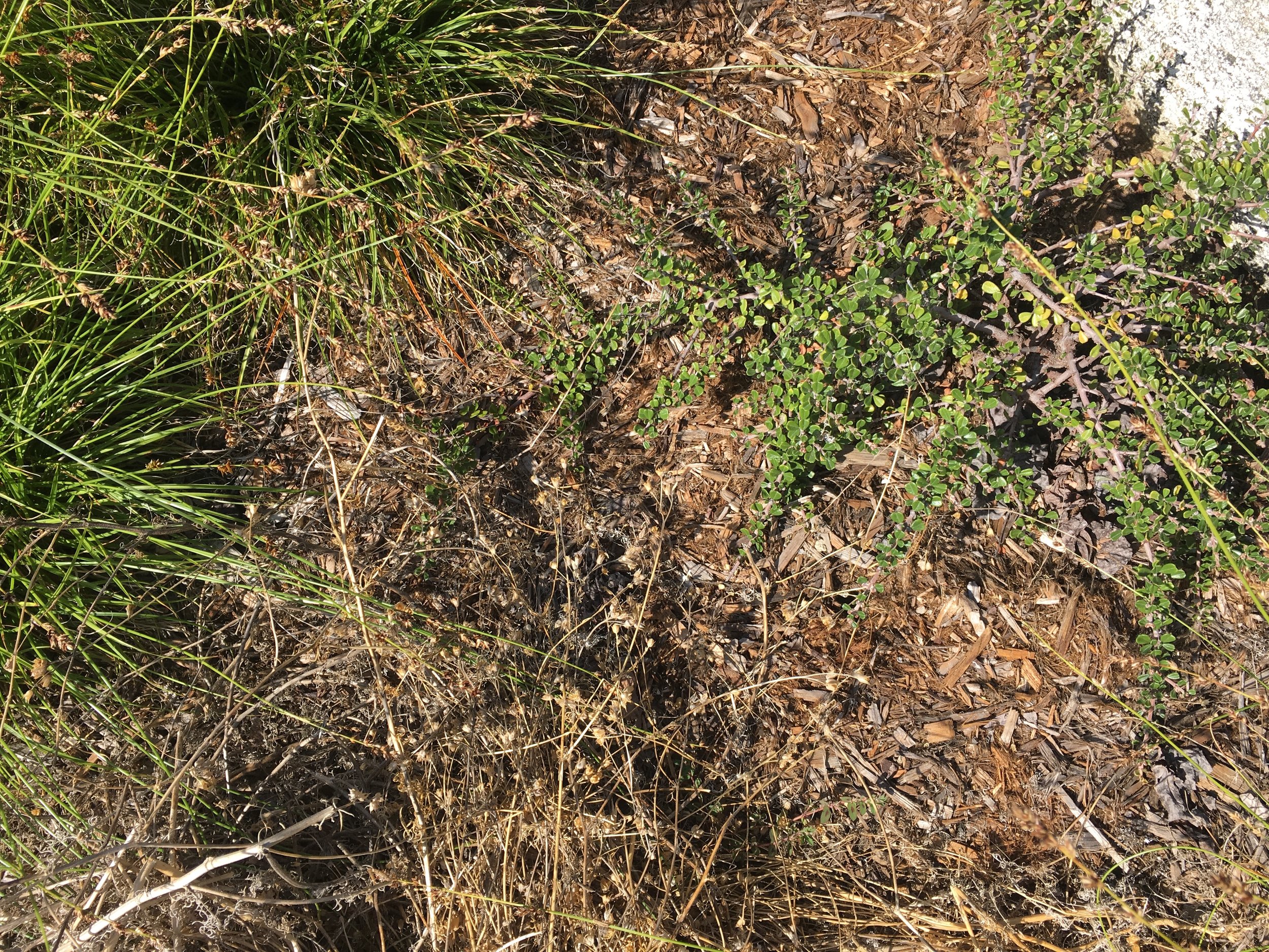 Annual Gilia tricolor setting seed for next year’s bloom. Ceanothus ‘Point Sierra’ persists through the summer with little water.