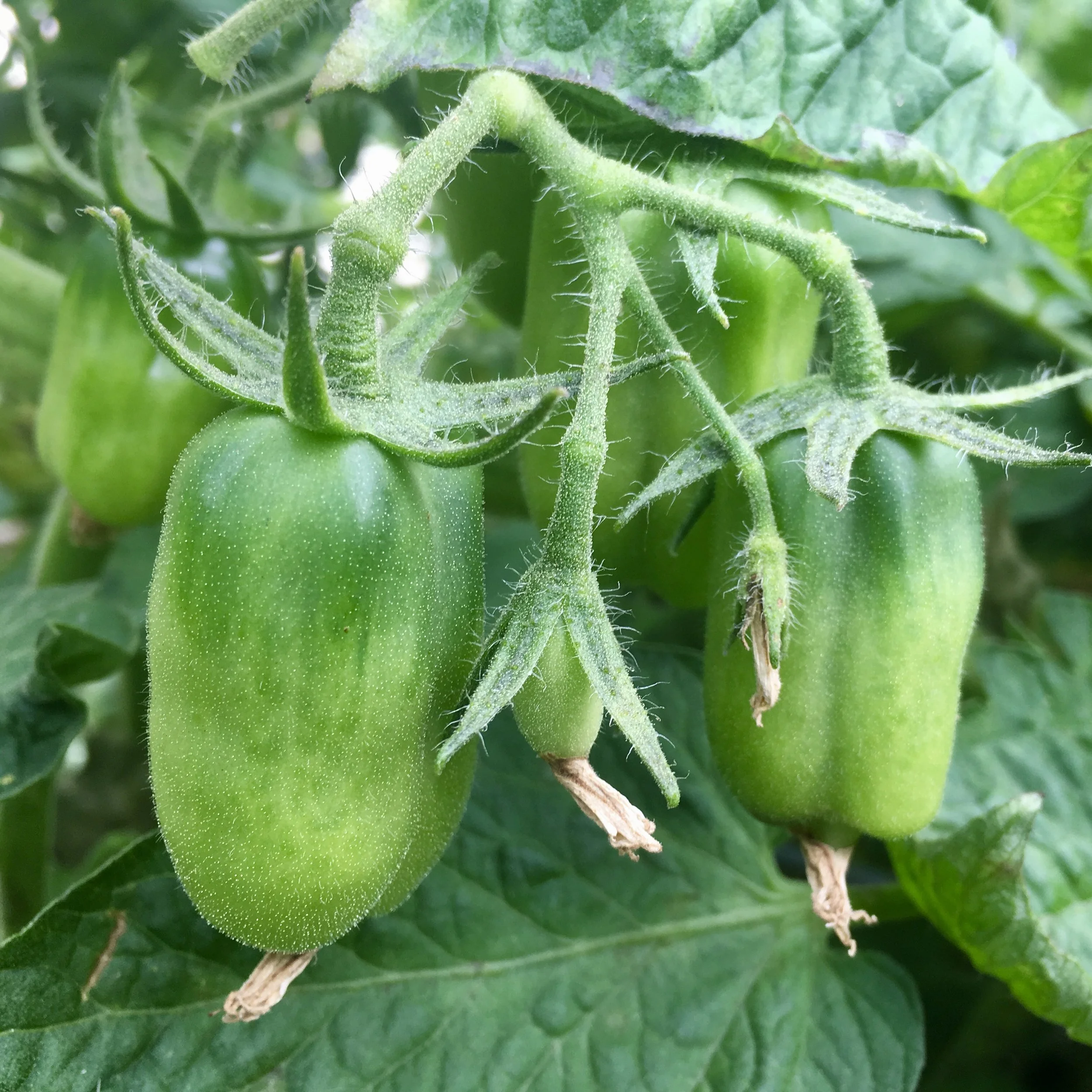 In My Garden Today, Mid-July