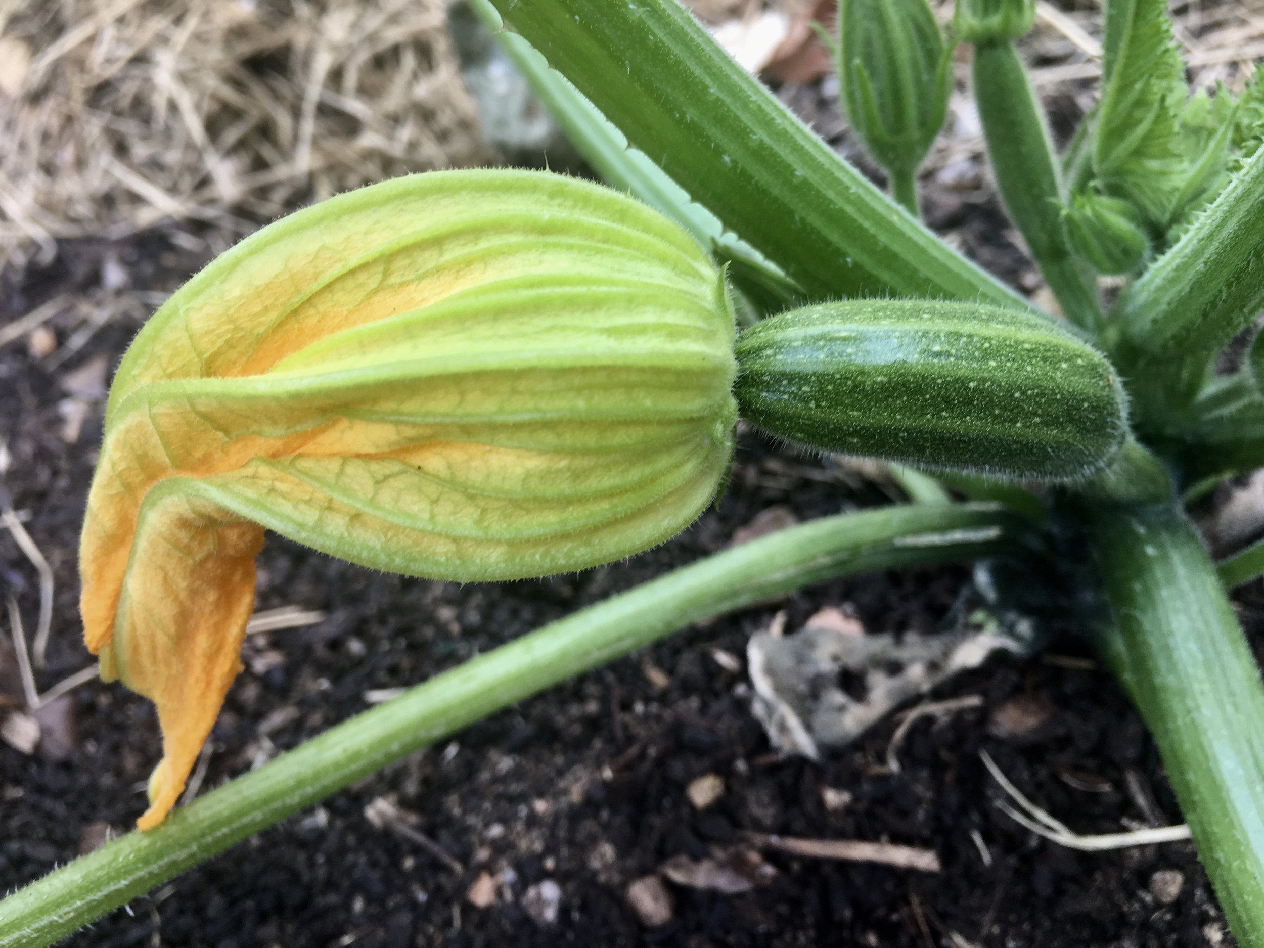 The first zucchini.