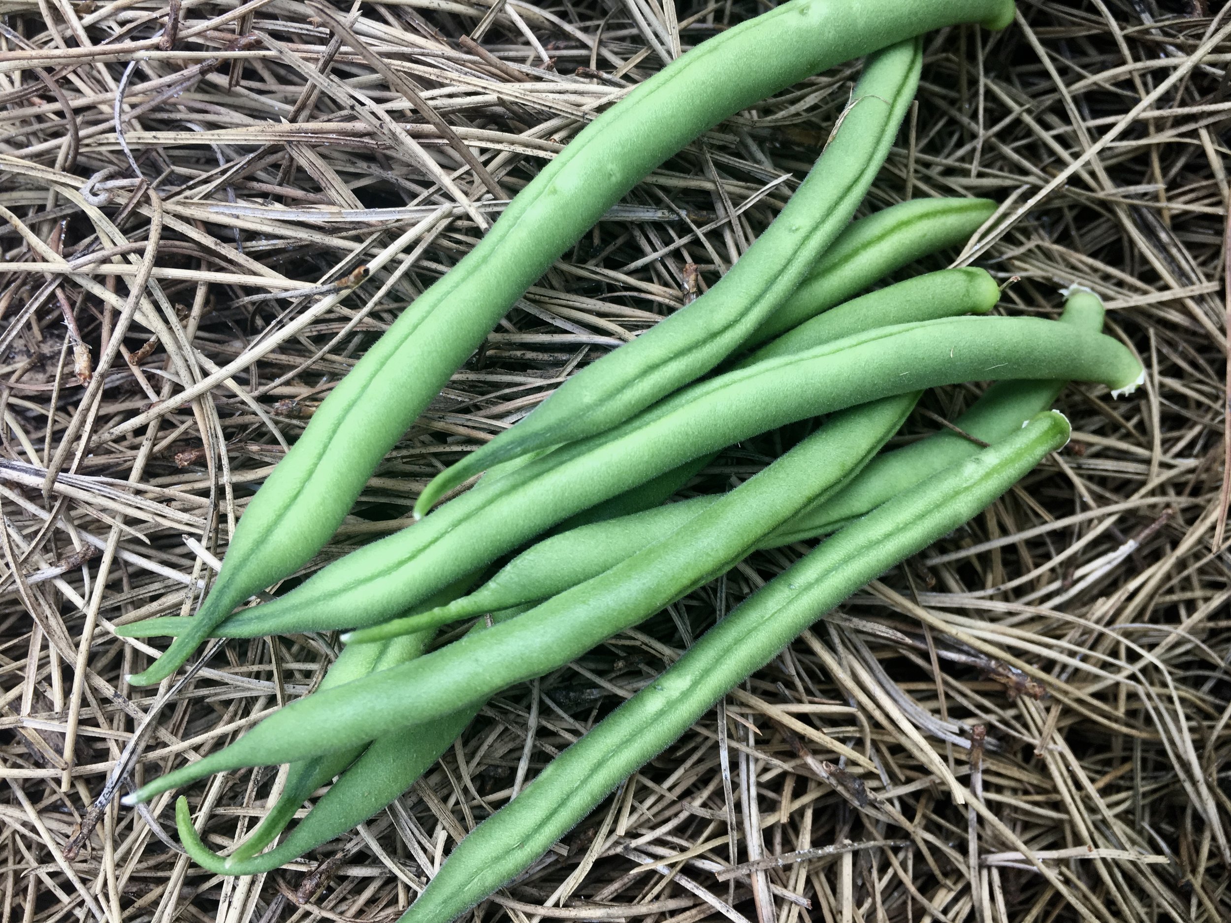 The first bush green beans.