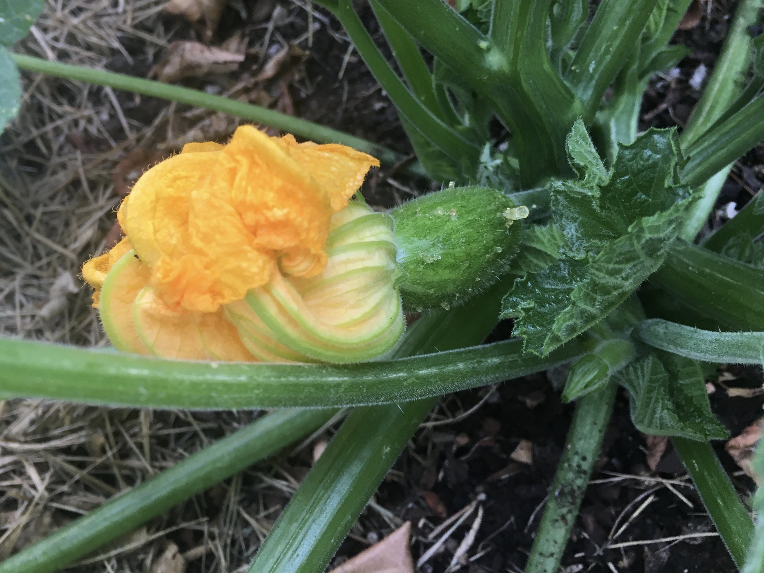 Delicata squash setting fruit.