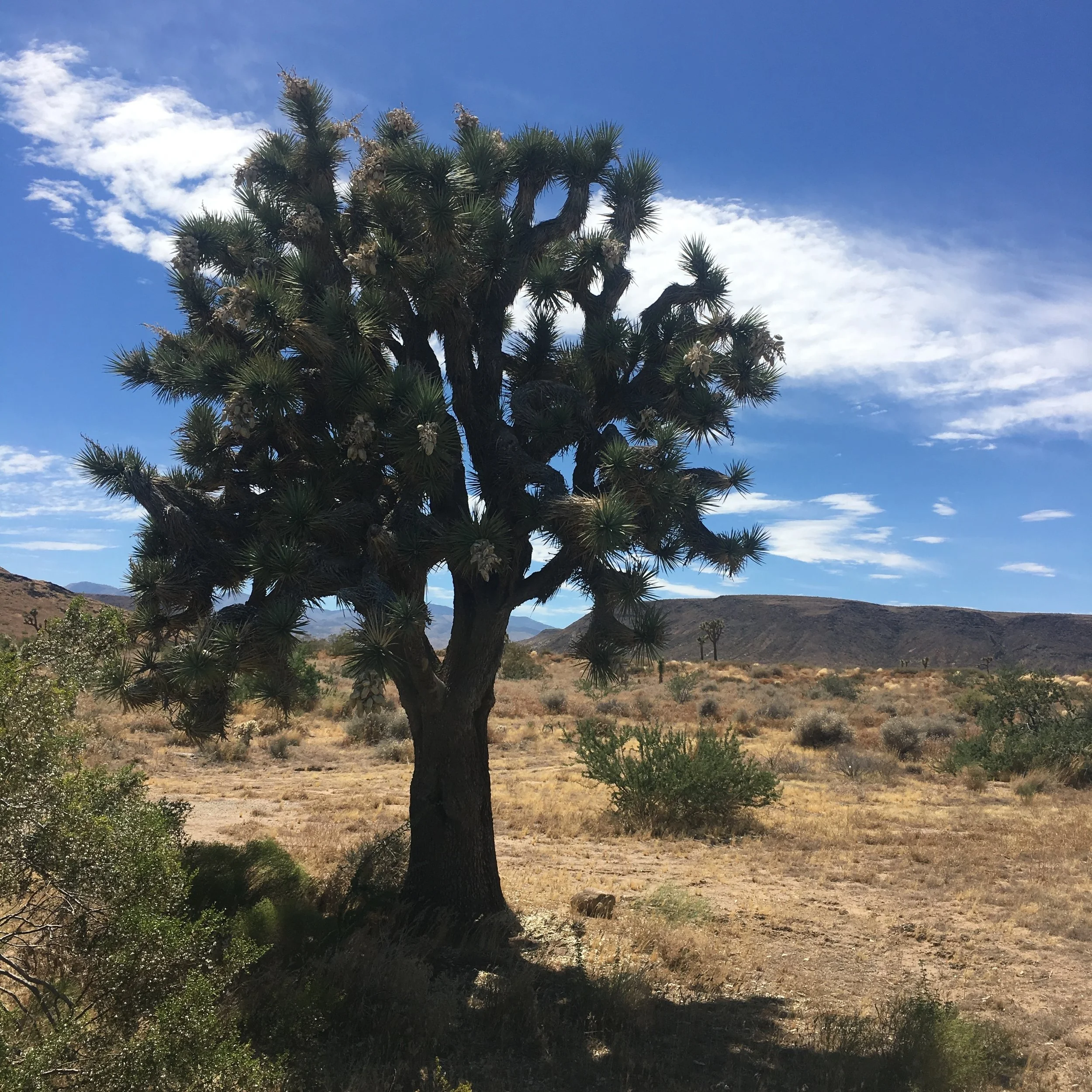 High Desert Wanderings