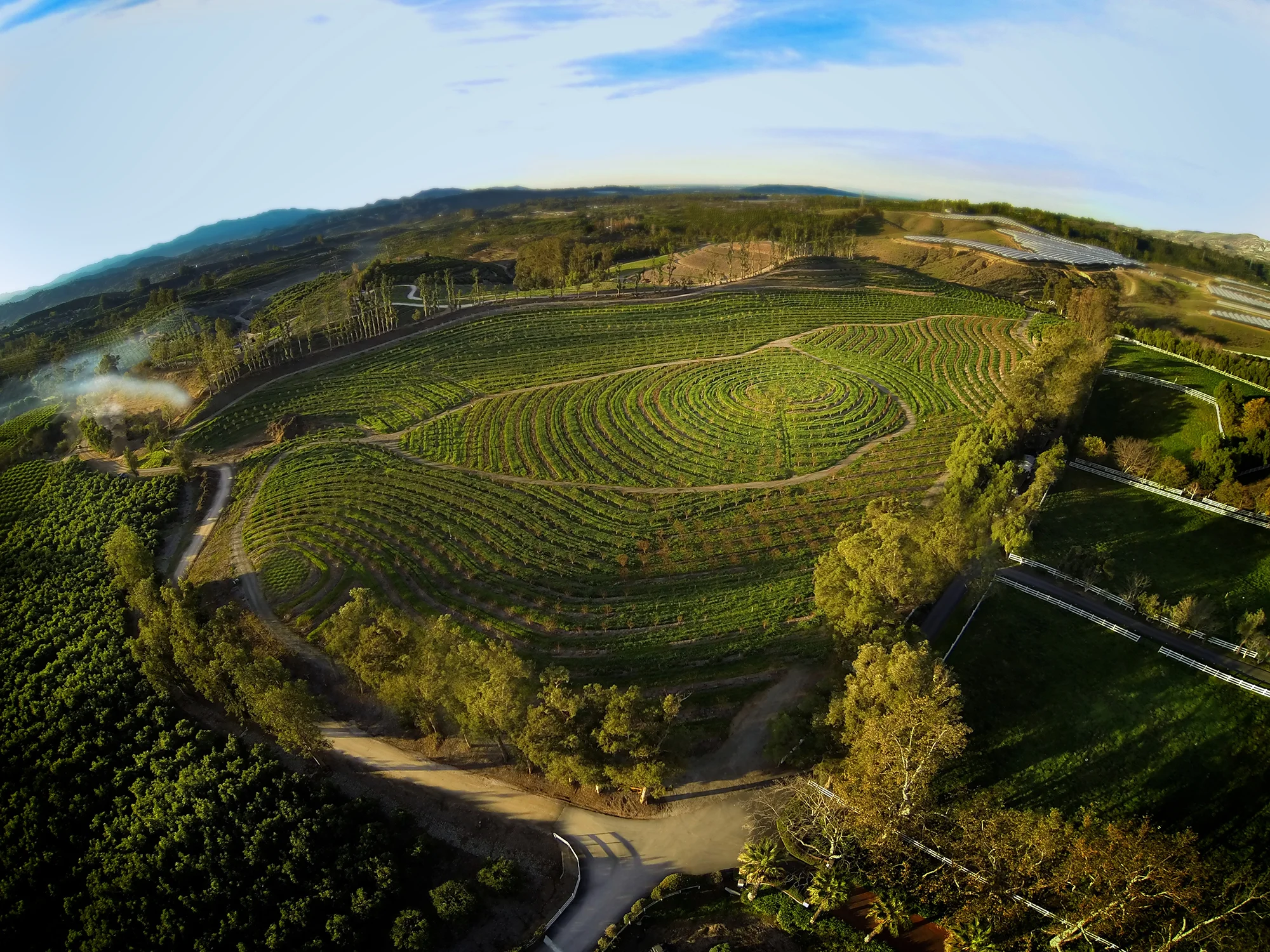 apricot farm.jpg