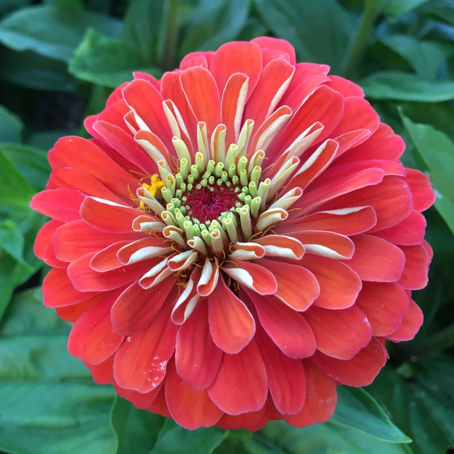 In My Garden Today, Late July