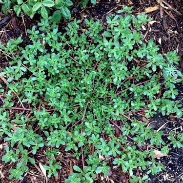 Organic Weed Control in the Summer Garden