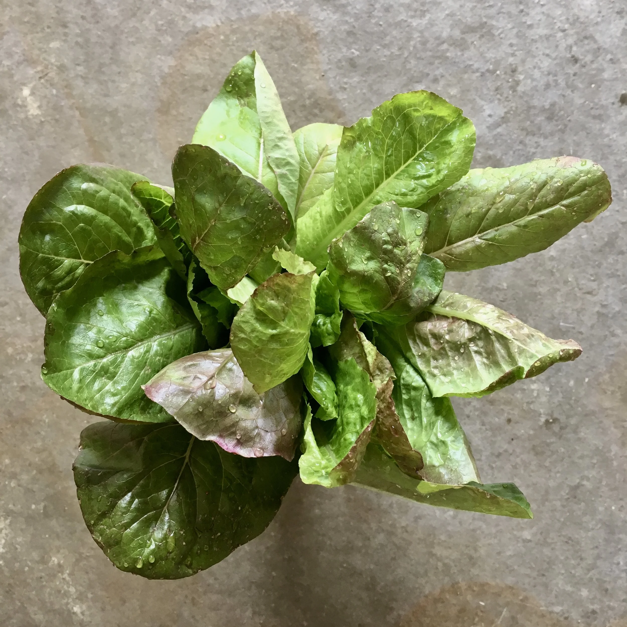 A Garden Can Be Anywhere