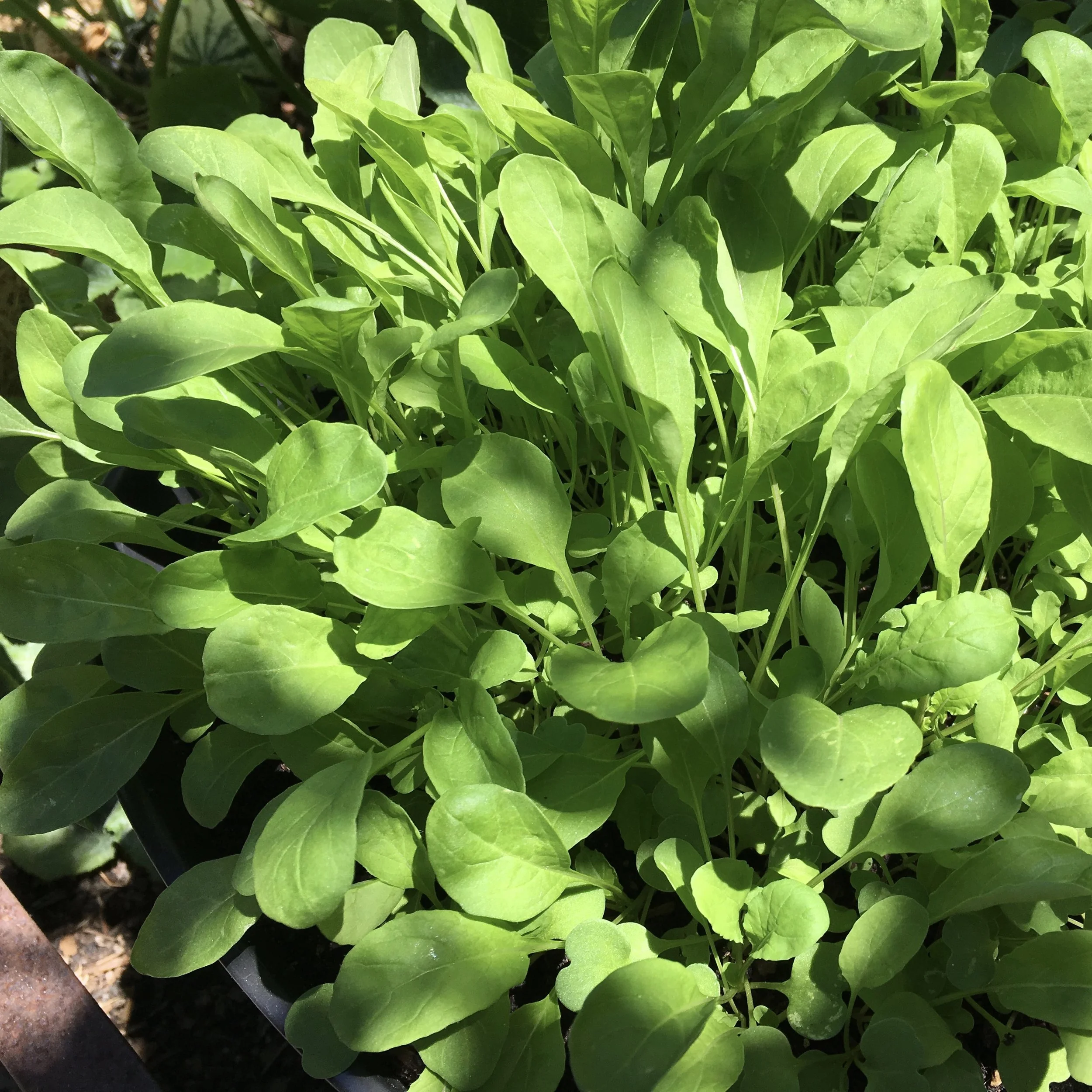 In My Garden Today, Mid-August
