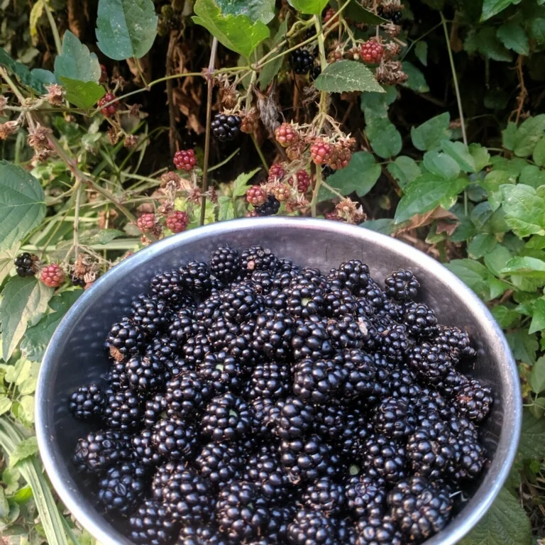 Blackberries in August