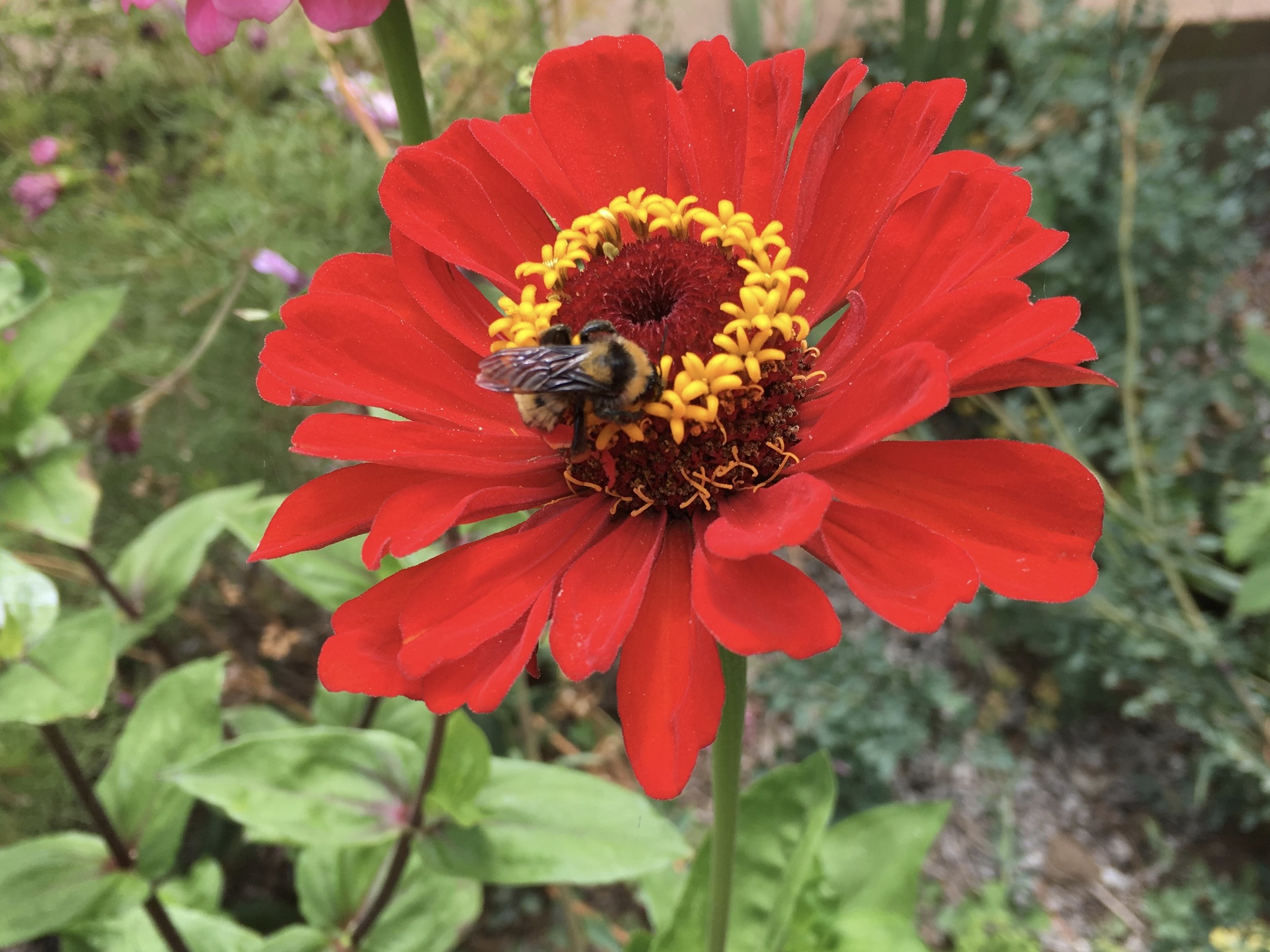 Zinnia and a bumble bee. The bumble bees often sleep on the zinnias.
