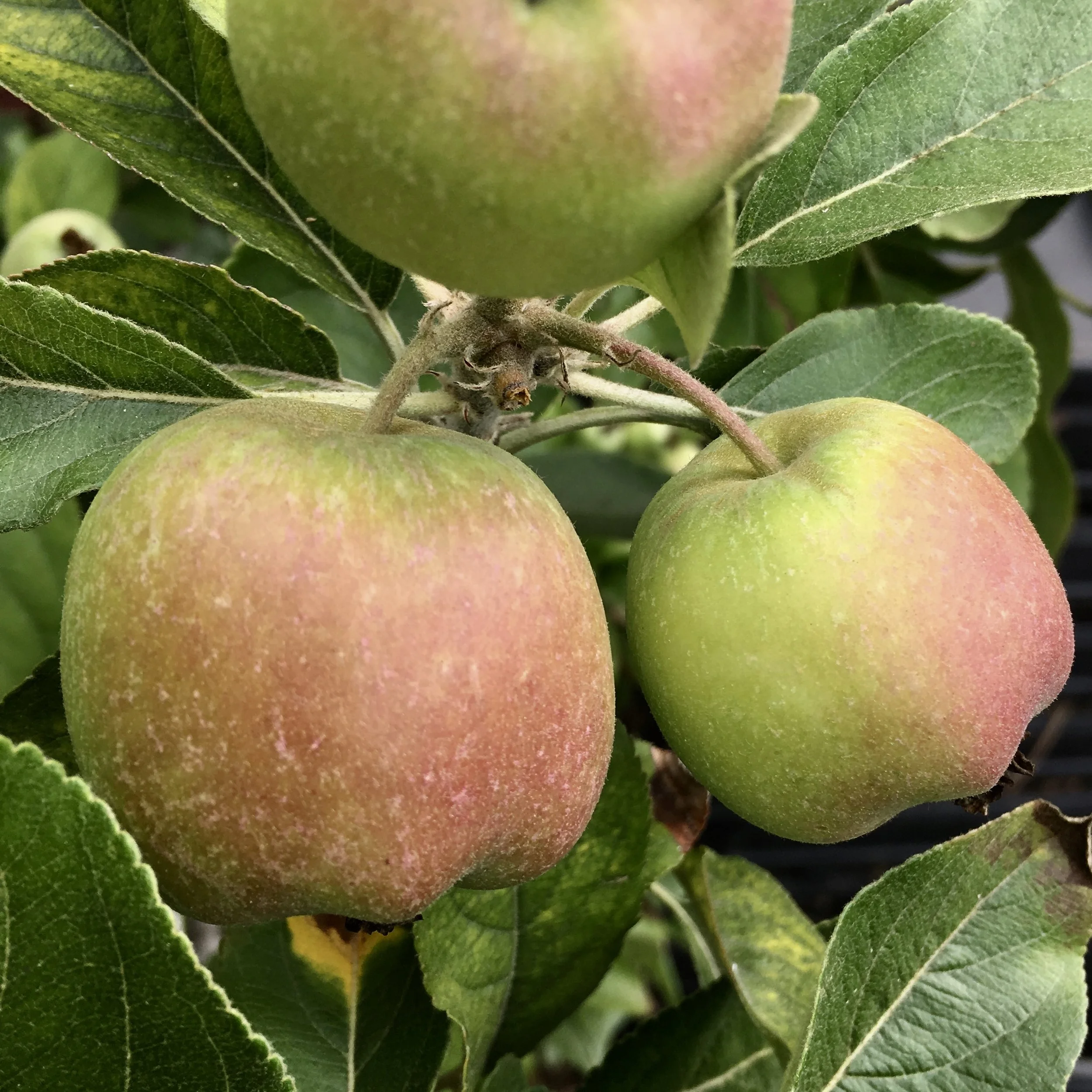 In My Garden Today, Early September