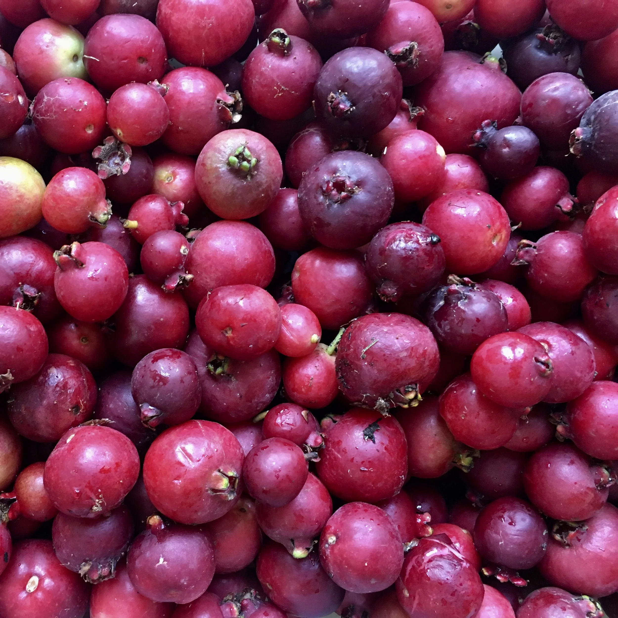 In My San Diego Garden and Kitchen