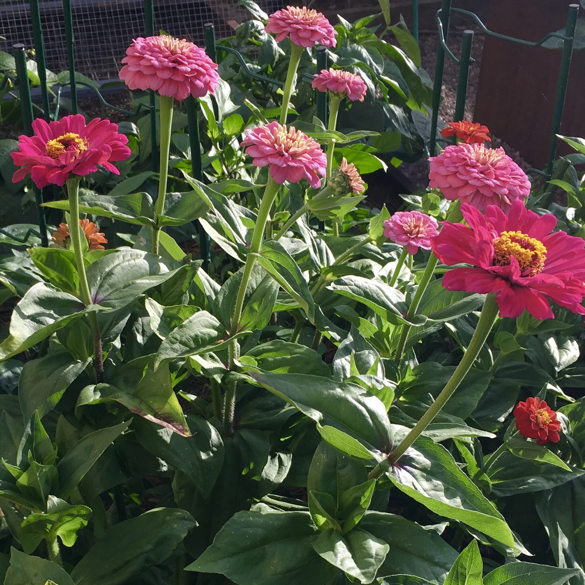 September in the SoCal Garden