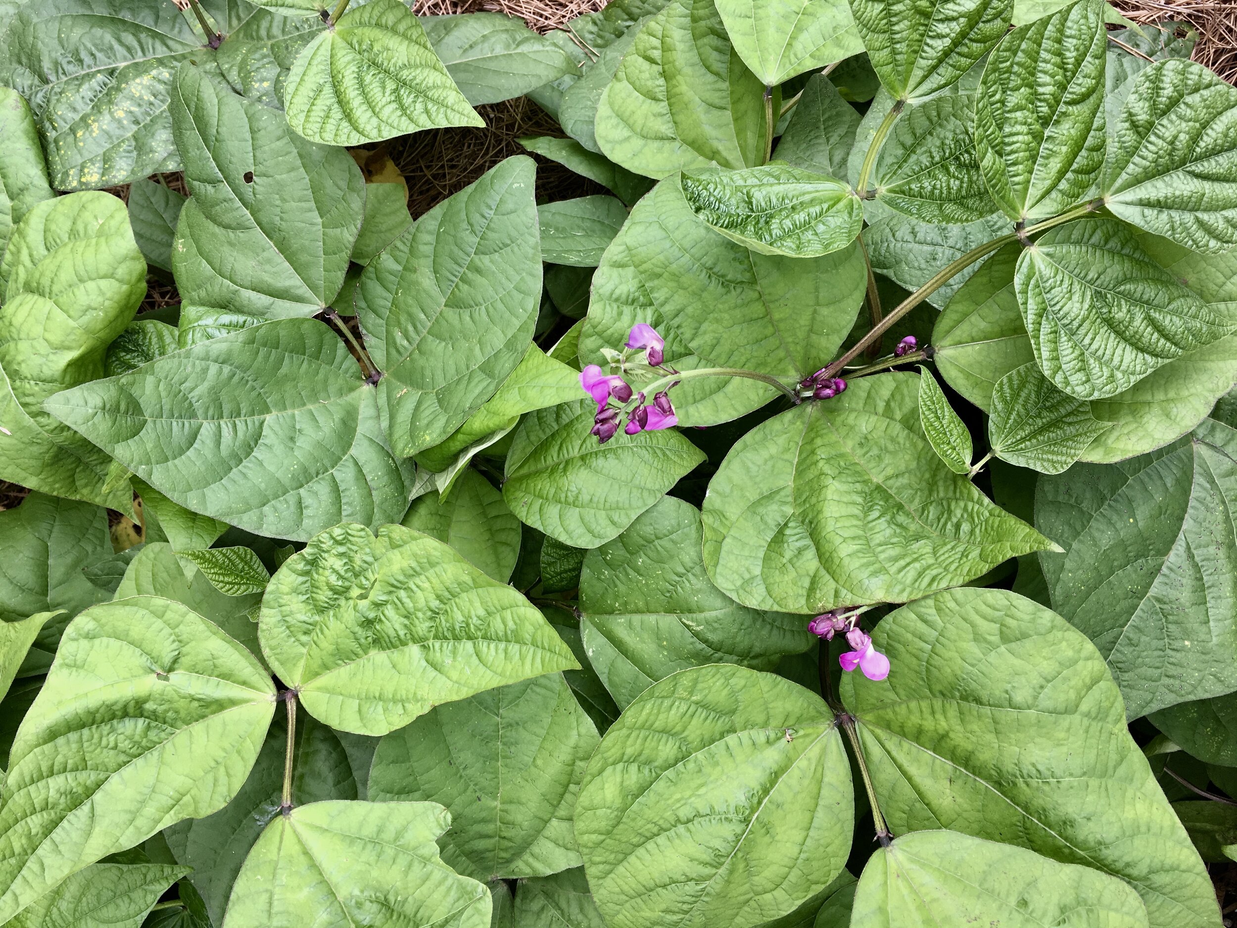 ‘Royal Burgundy’ bush beans