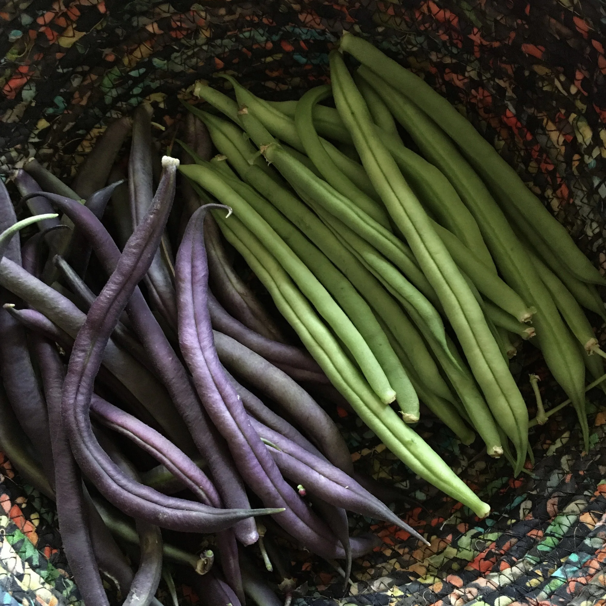 In My San Diego Garden and Kitchen