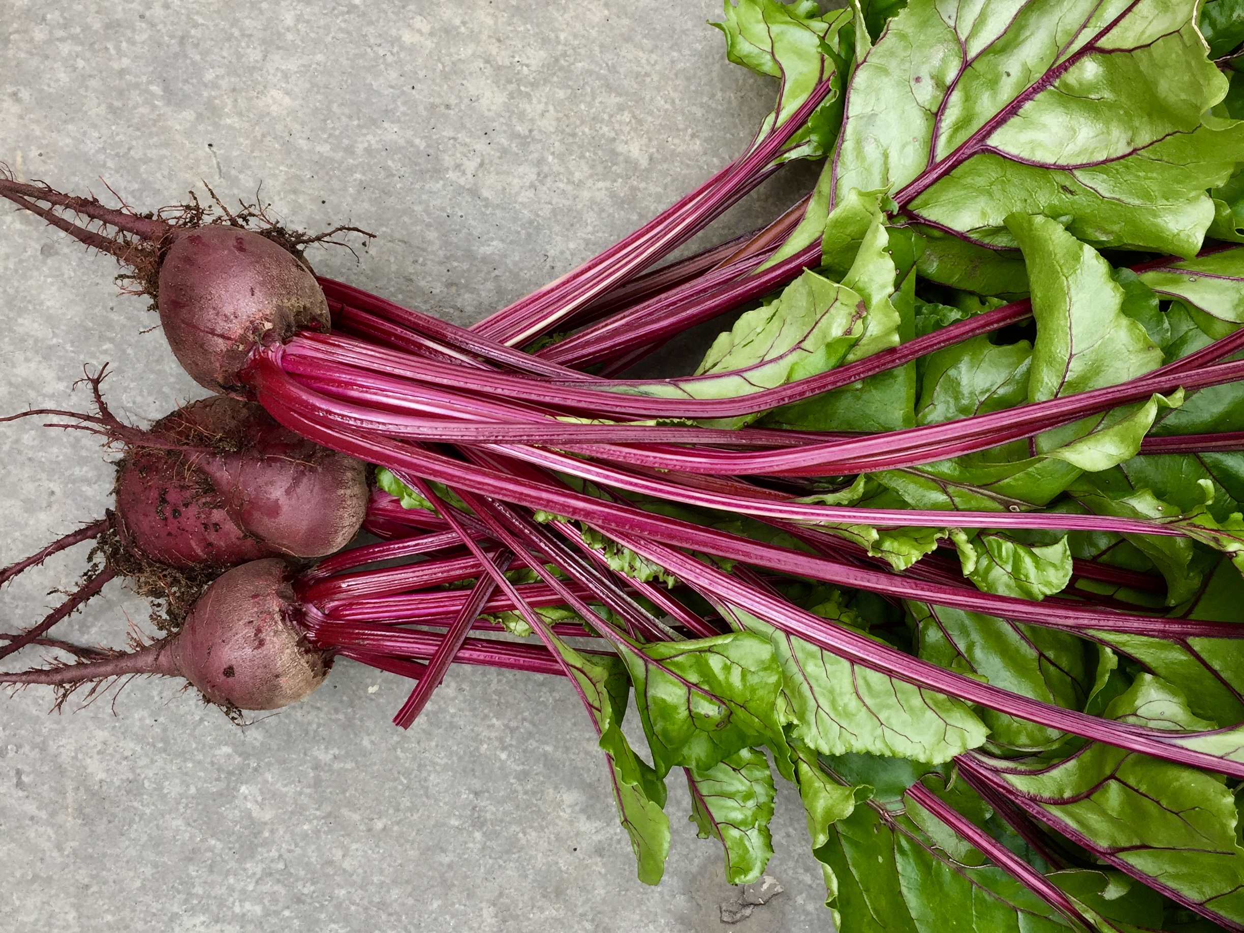 Dutch ‘Baby Ball’ beets from Renee’s Garden