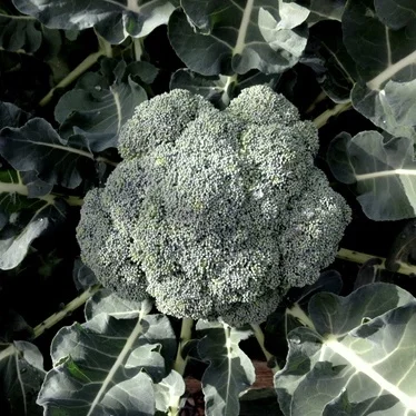 Planting the Second Season Garden: Broccoli and Celery