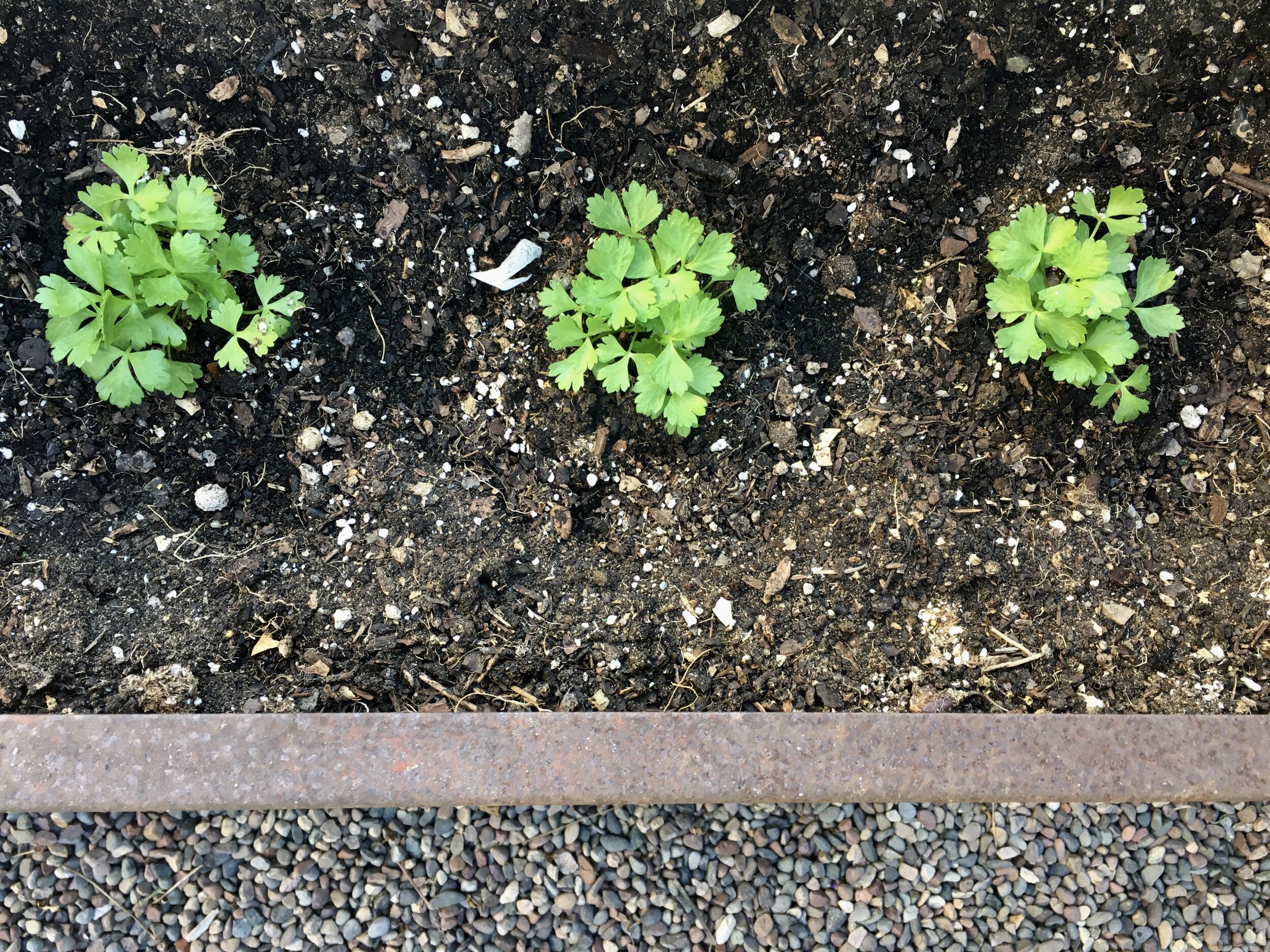 Celery ‘Tango’