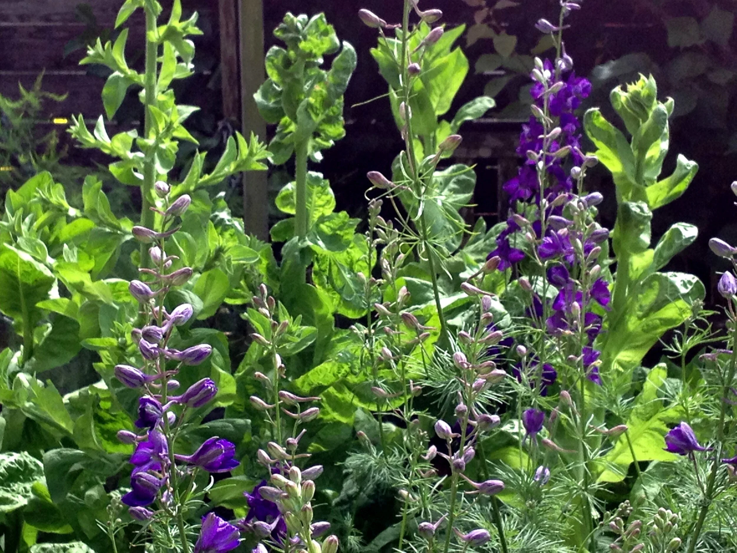 EG Larkspur & Radicchio FS.JPG