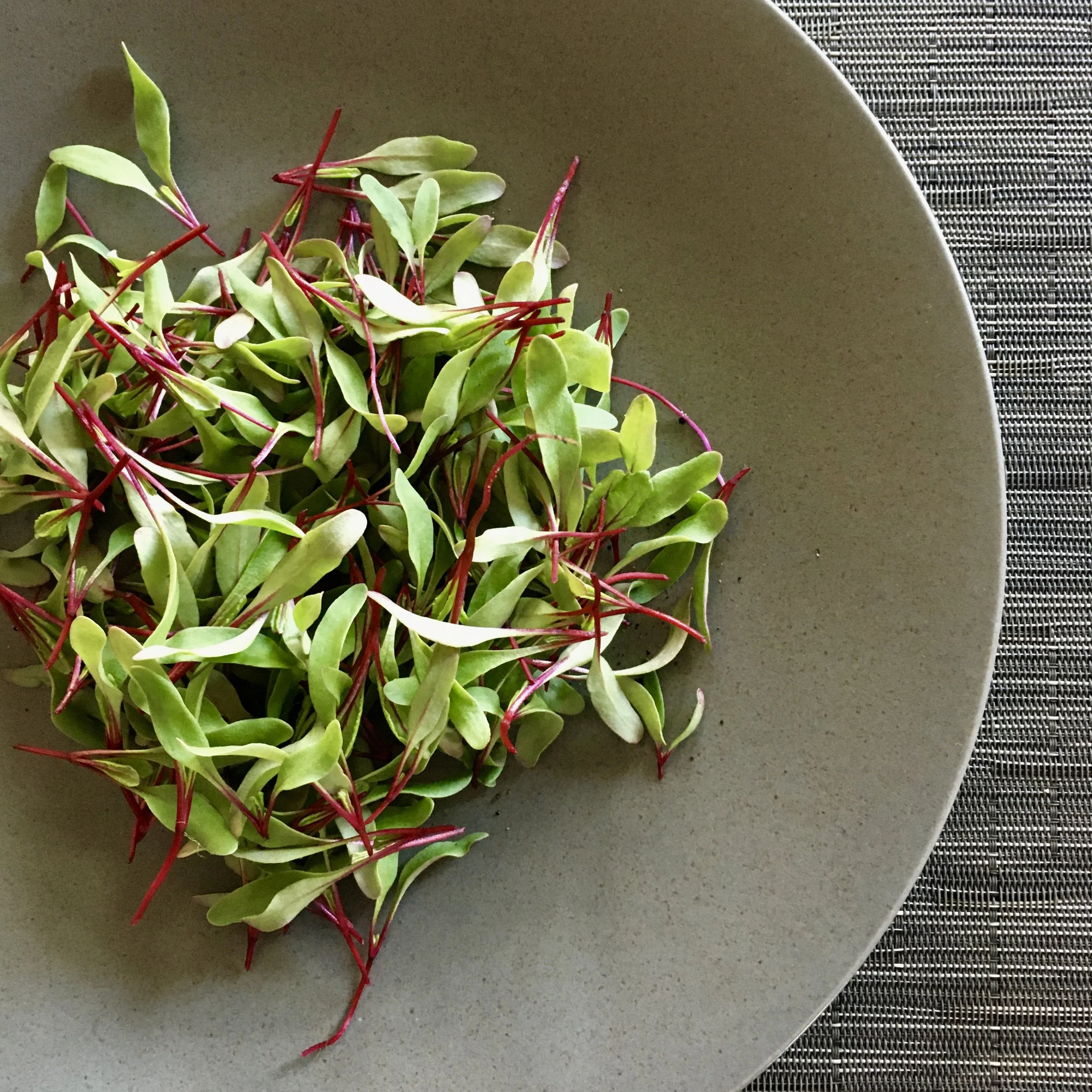 In My San Diego Garden and Kitchen
