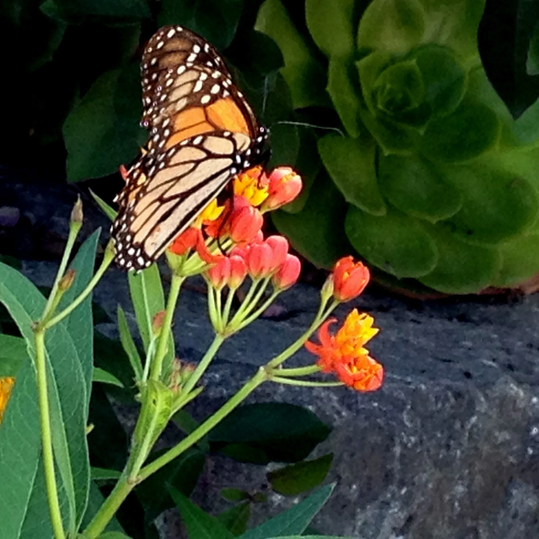 Monarchs and Milkweed, What Gardeners Need to Know