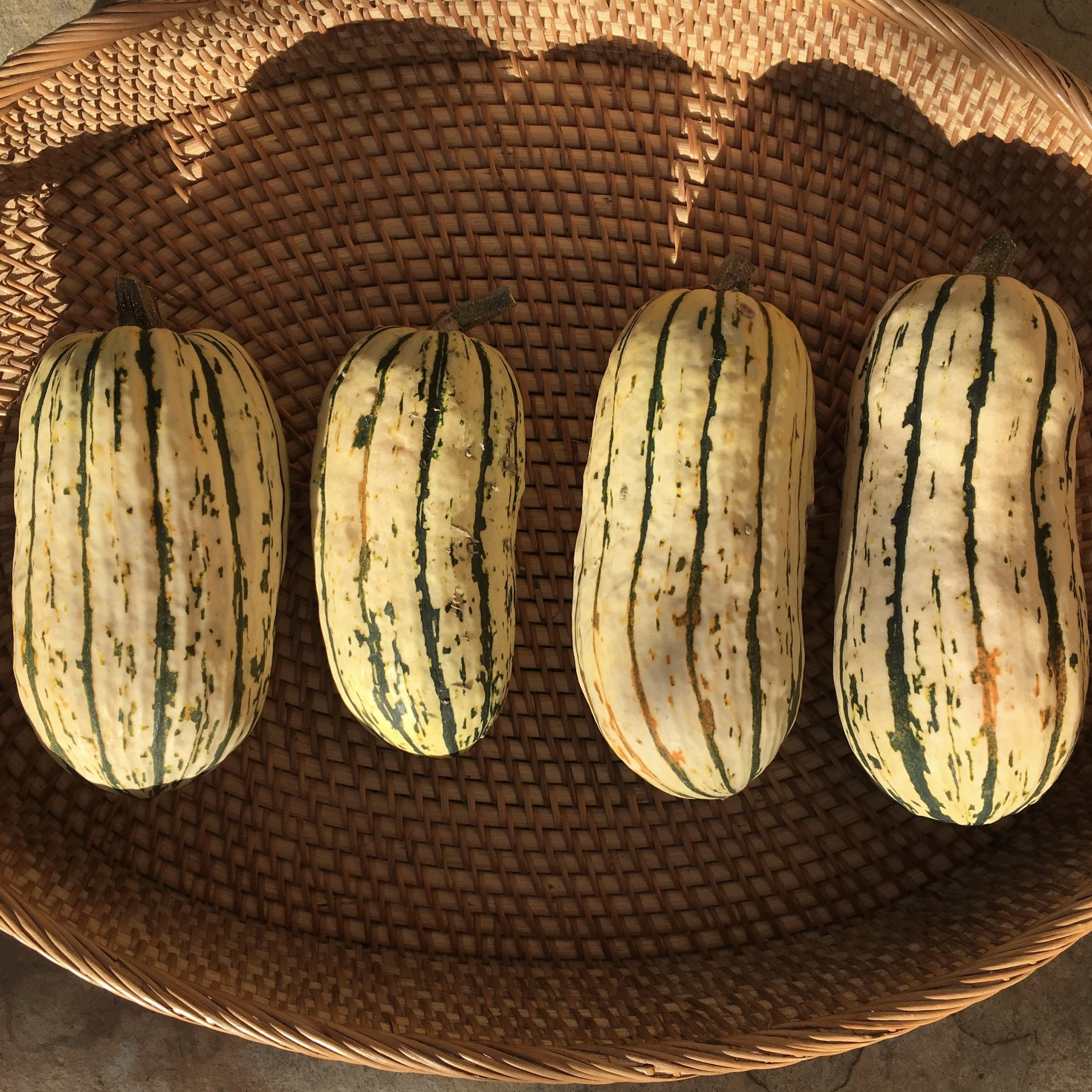 In My San Diego Garden and Kitchen