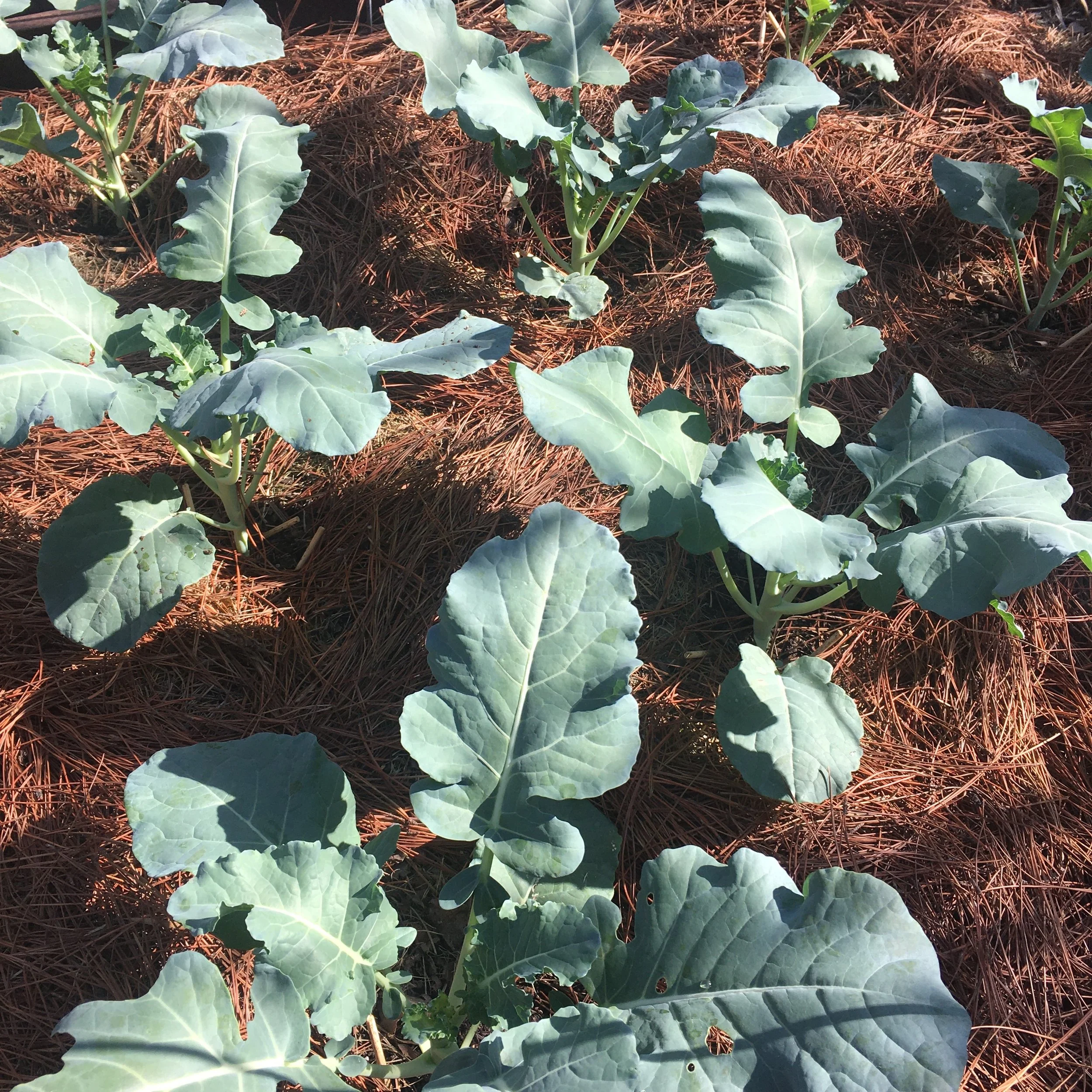 In My Garden Today, Late October