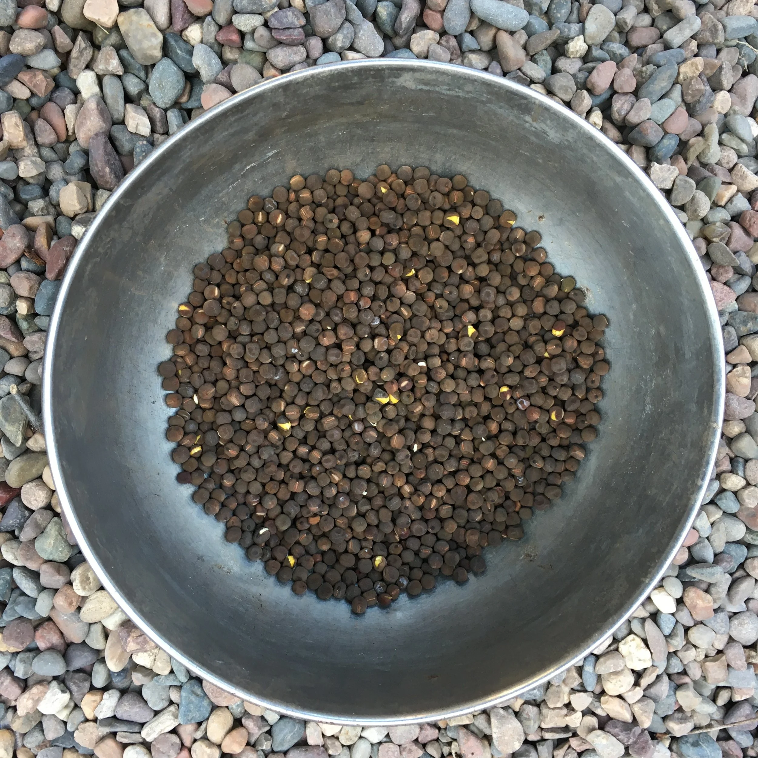 Saving Sweet Pea Seeds