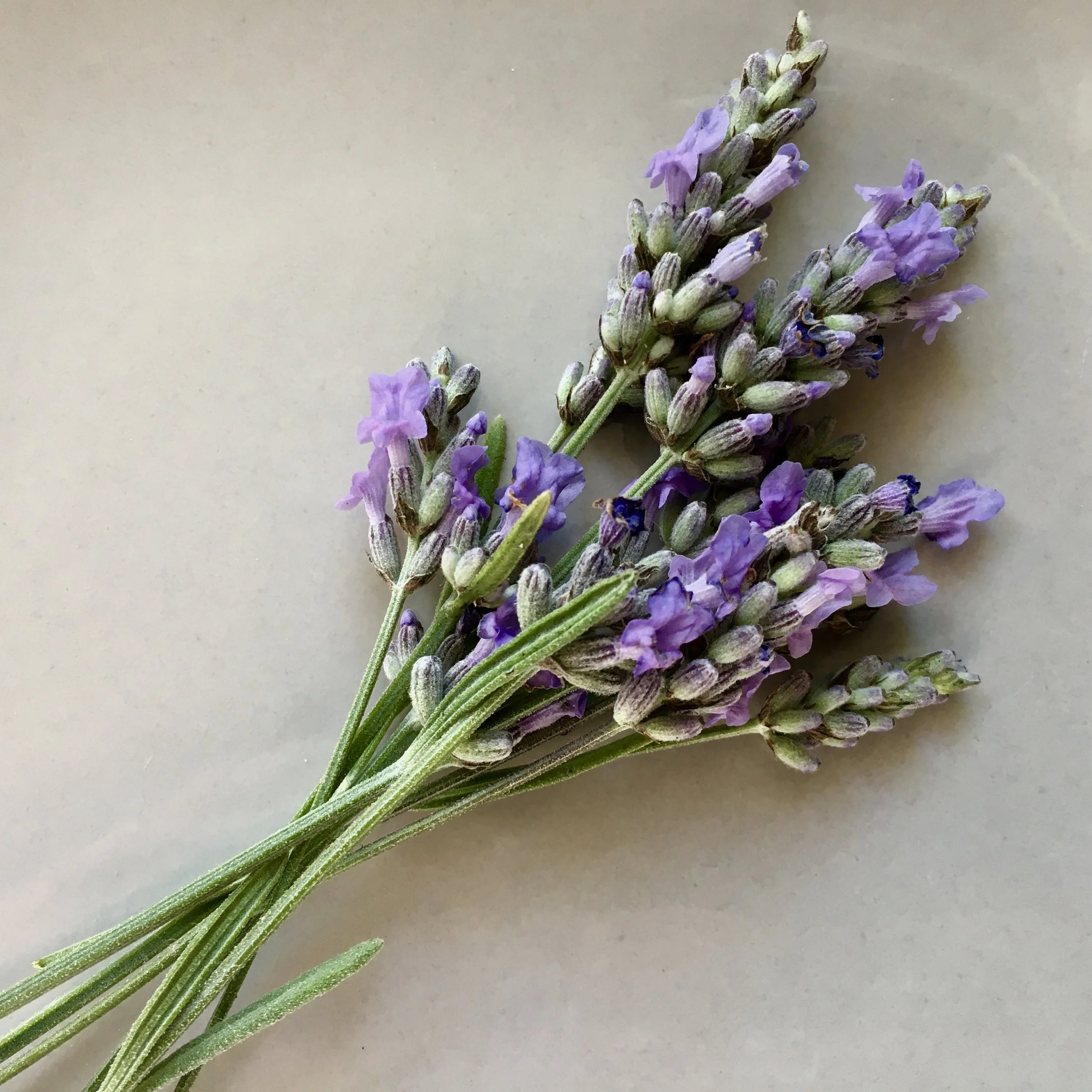 In My San Diego Garden and Kitchen