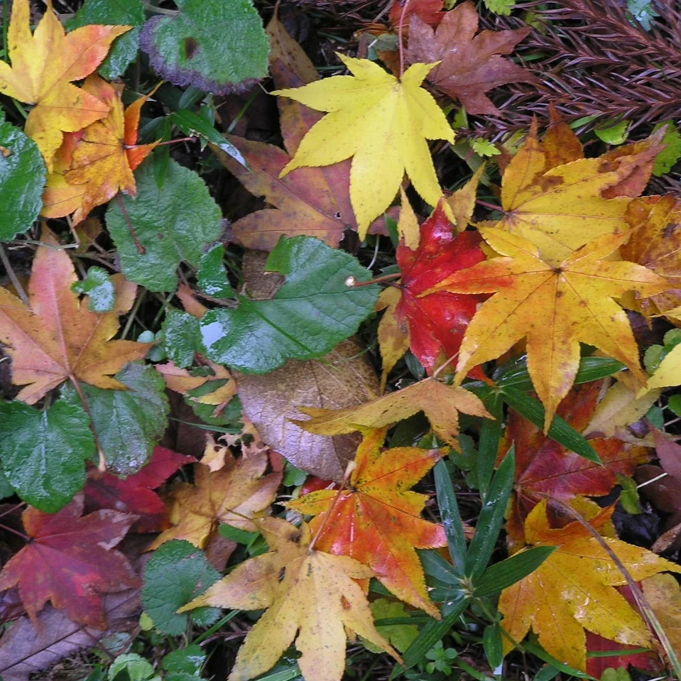 Leaves and the Garden