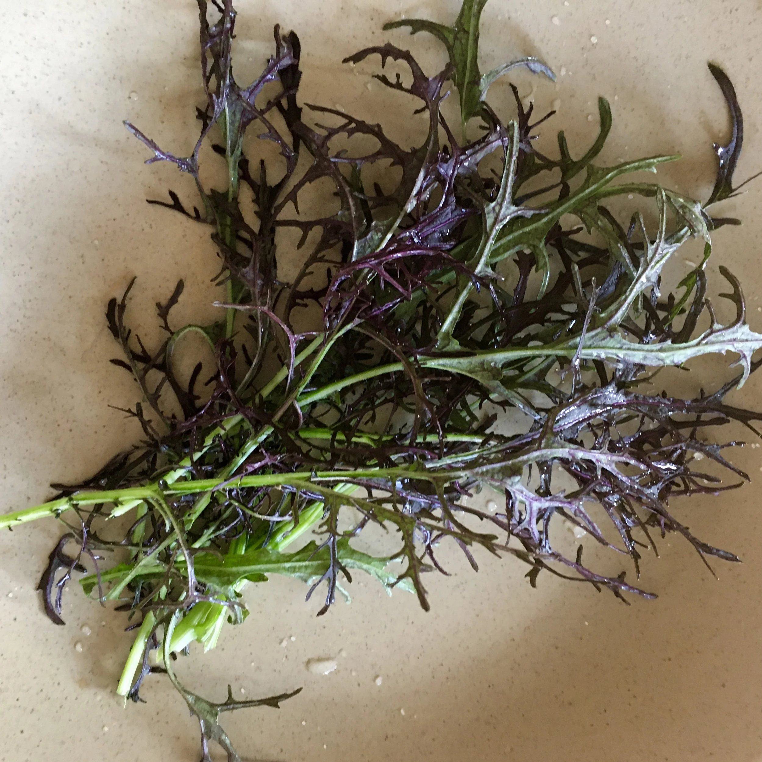 In My San Diego Garden and Kitchen