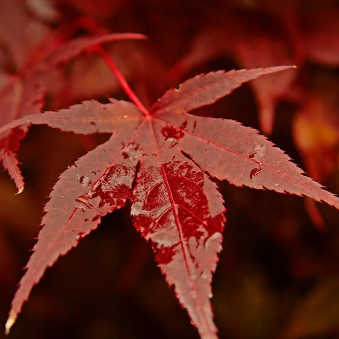 Recollections of November