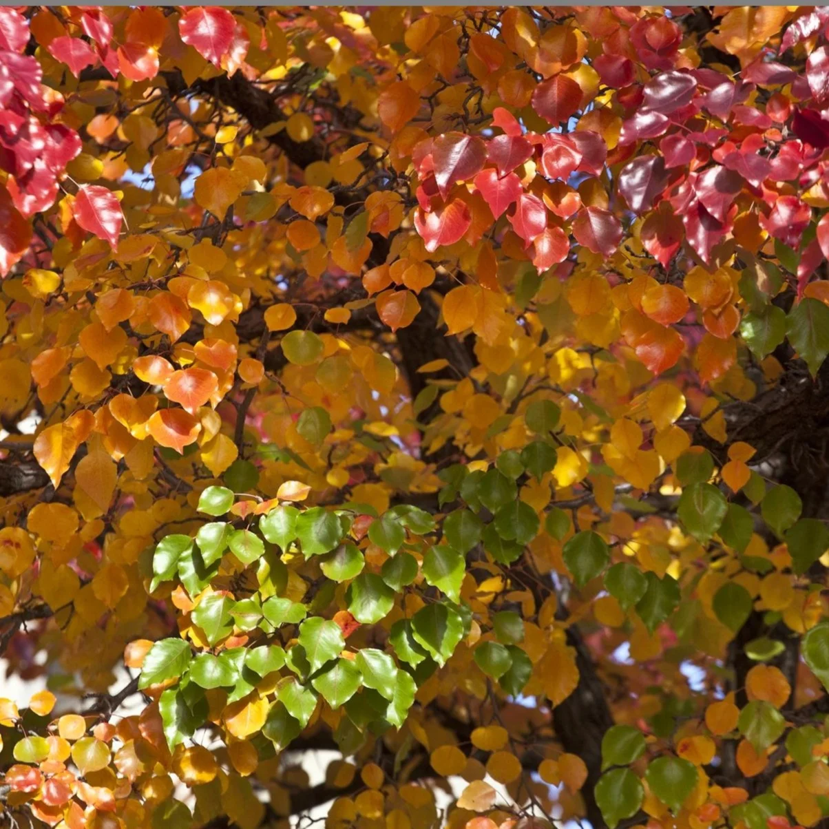 Autumn Mosaic