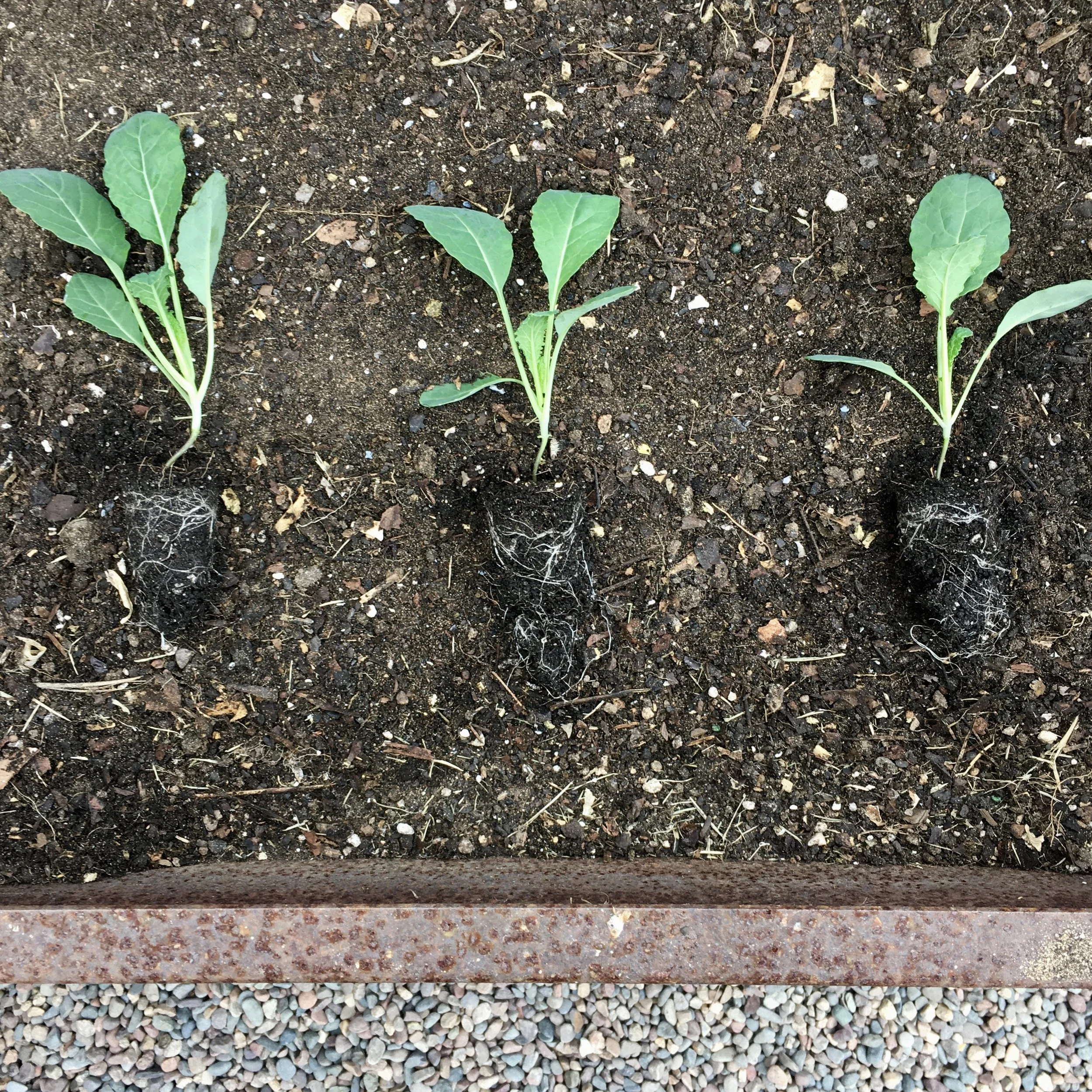 First Rain of the Season