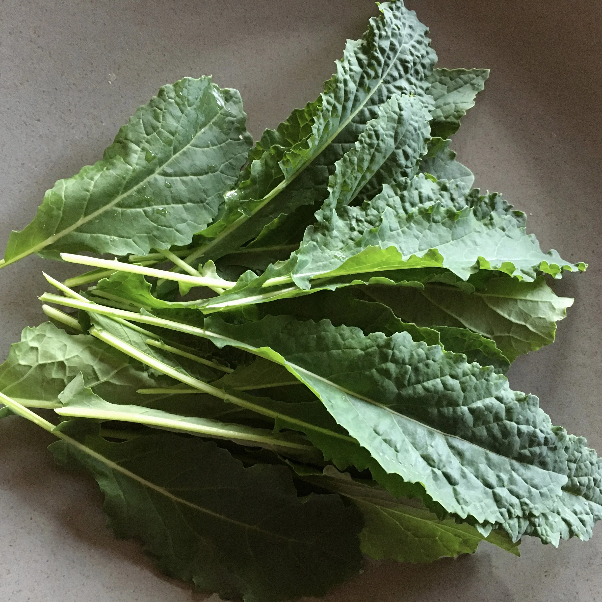 In My San Diego Garden and Kitchen