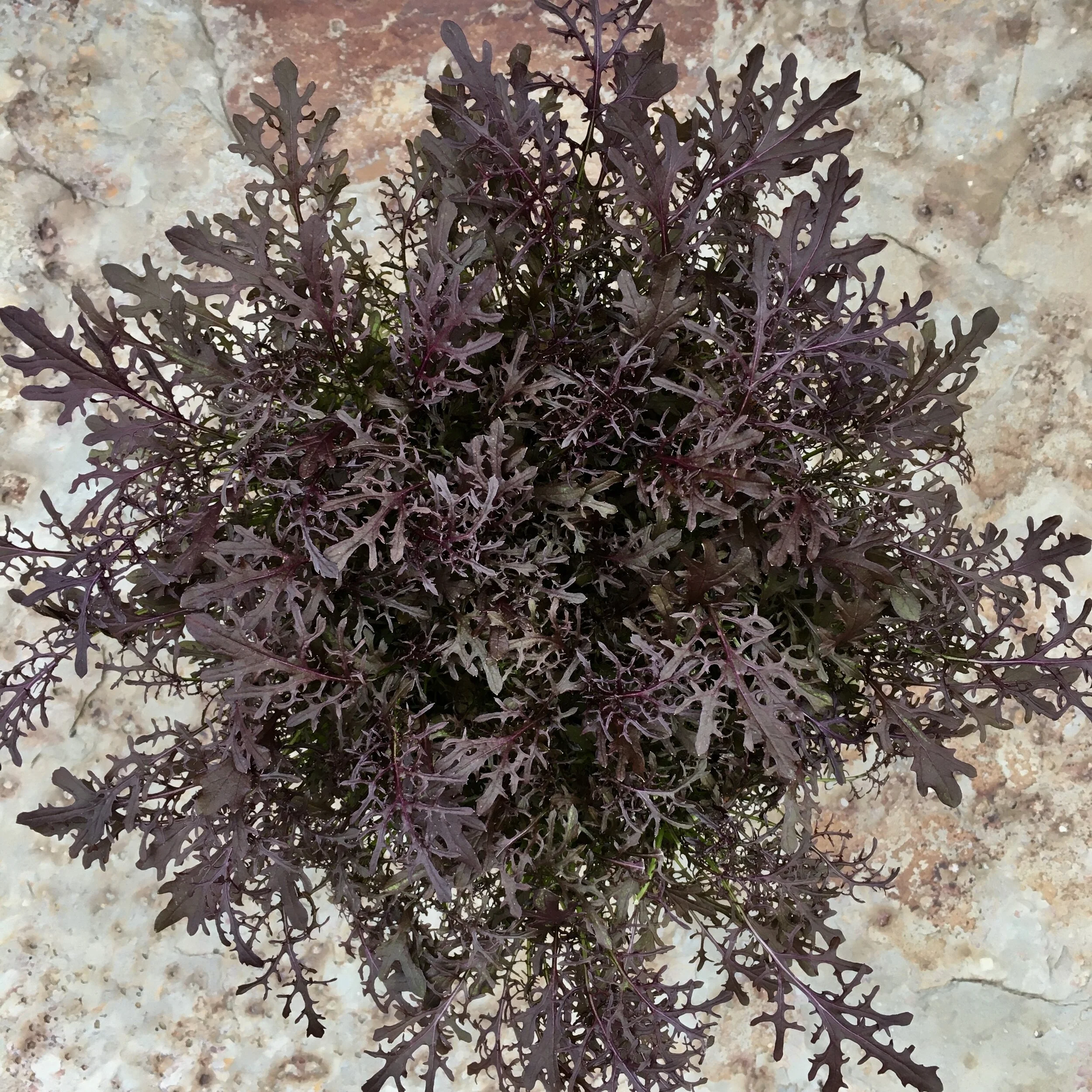 'Red Frills' Mustard