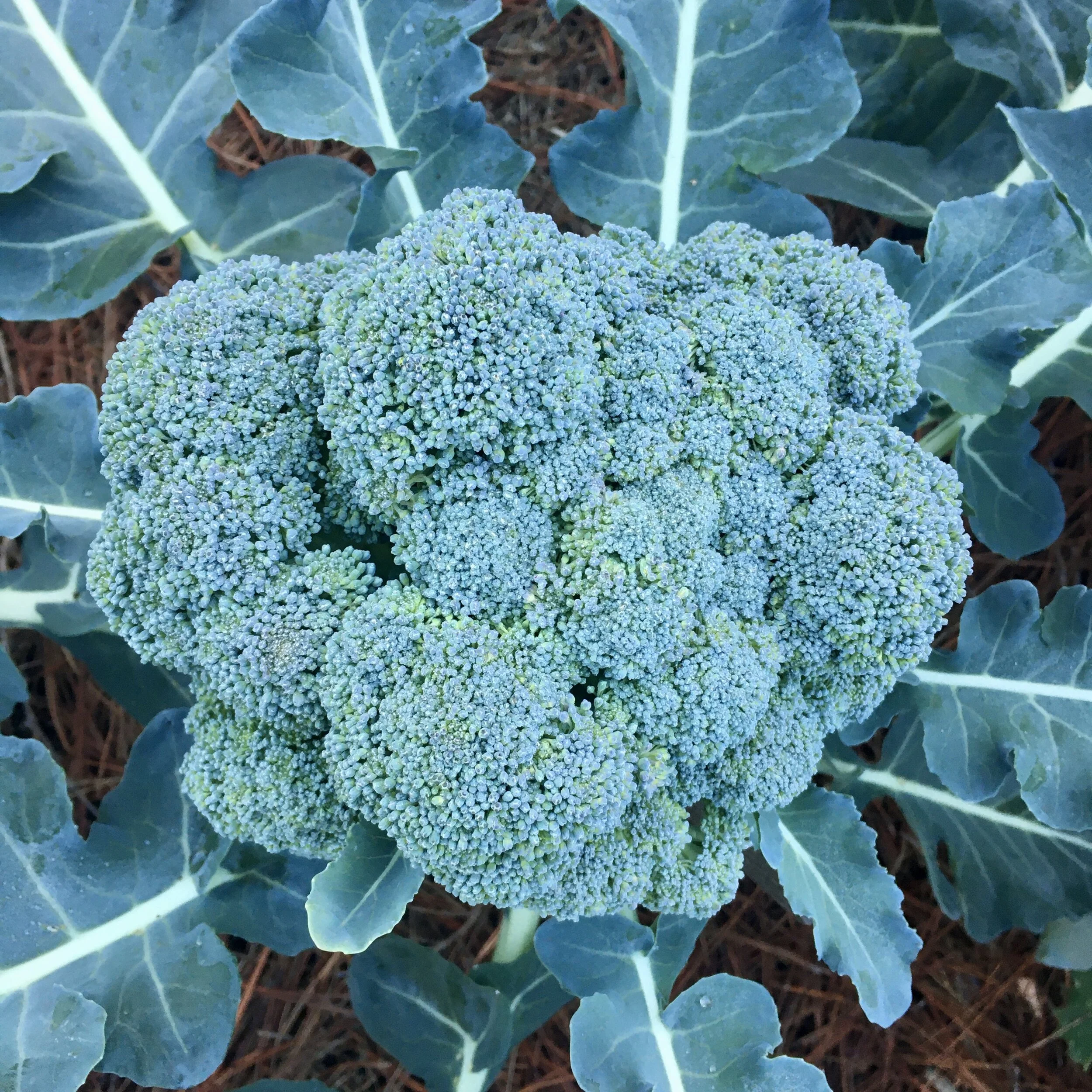 In My San Diego Garden and Kitchen