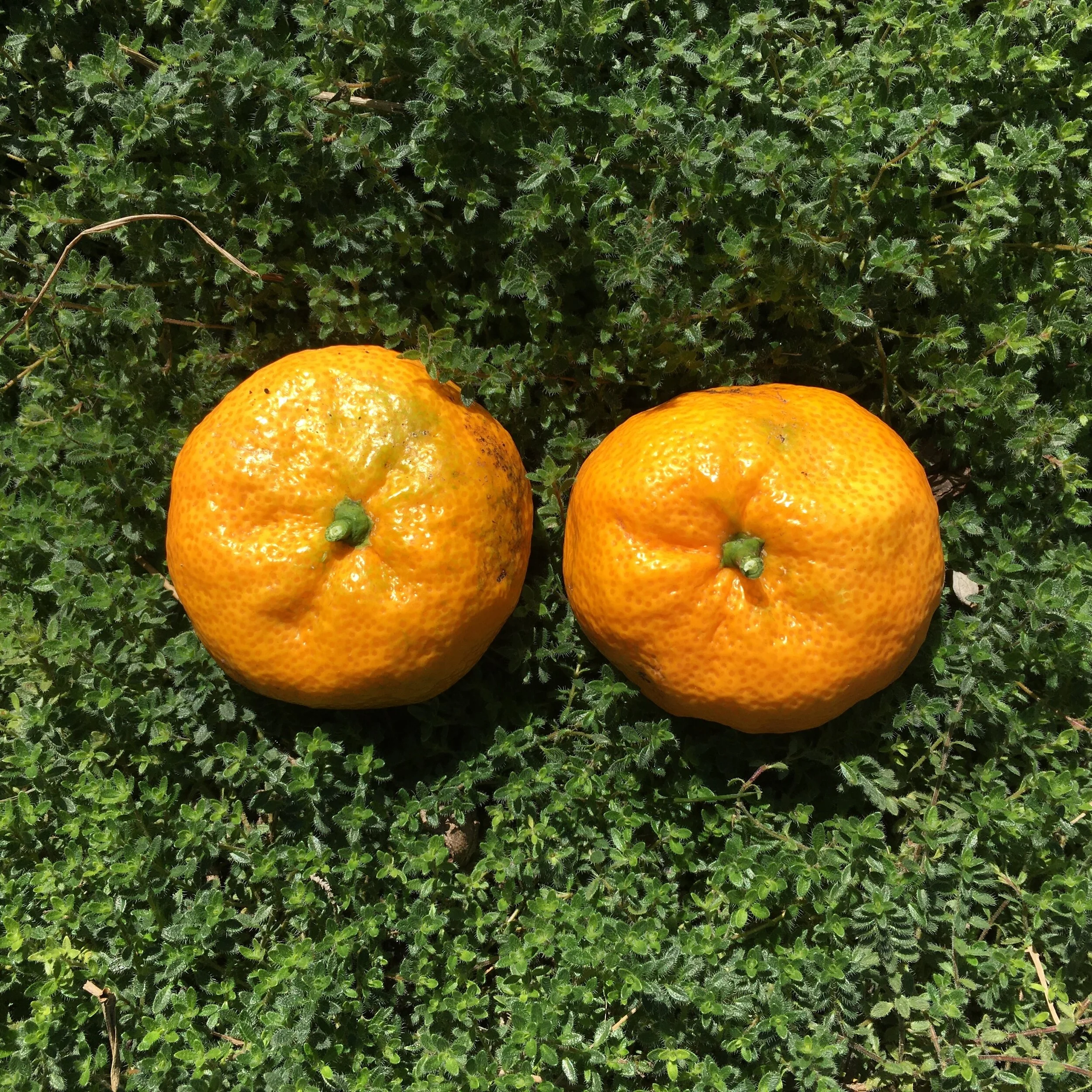 In My San Diego Garden and Kitchen