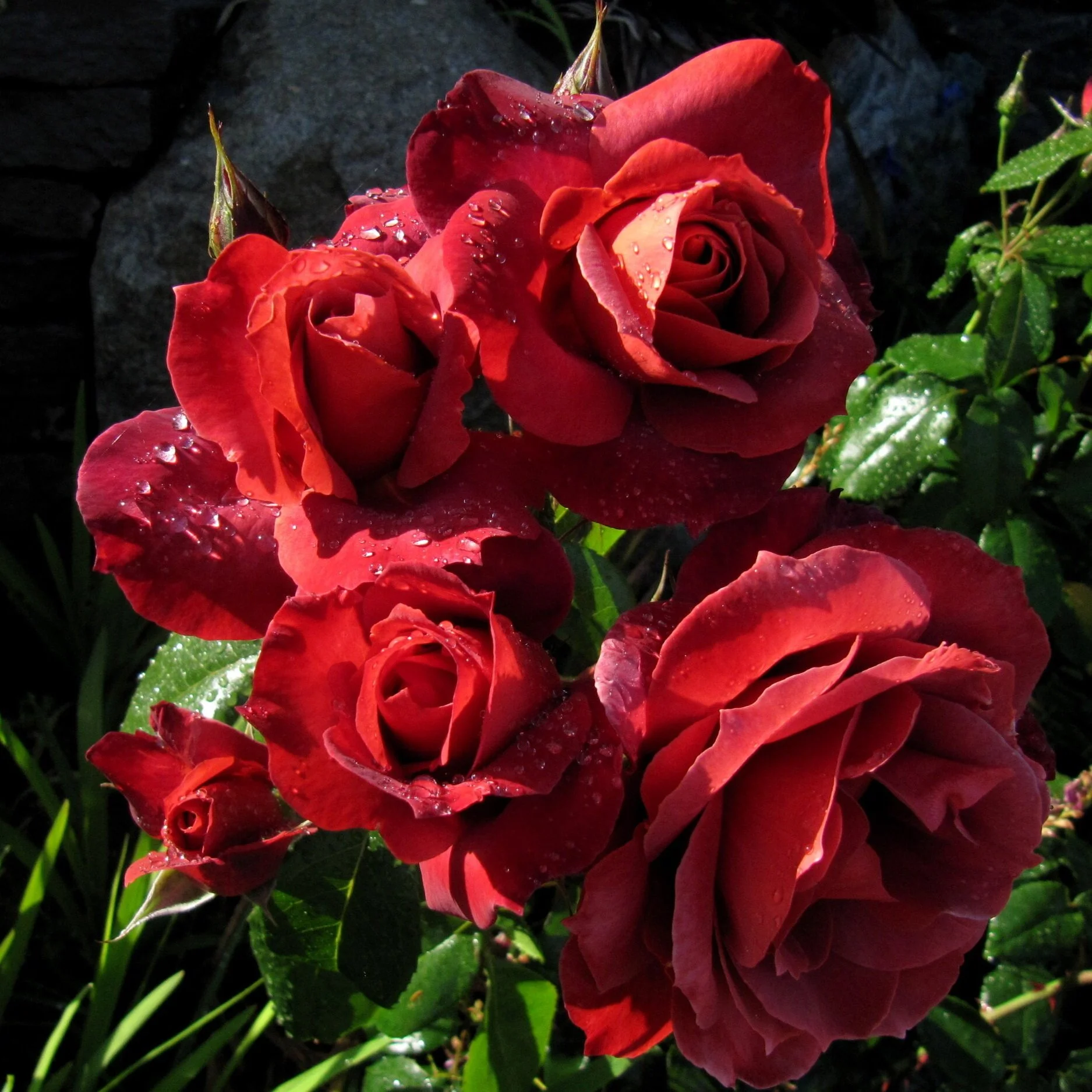 Remembering My Sister